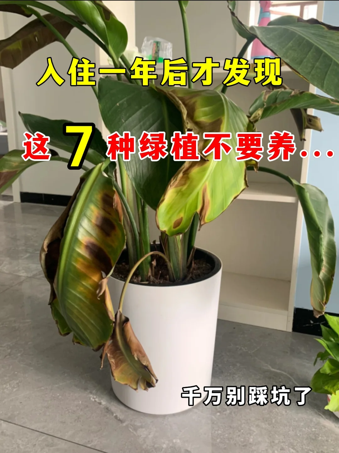入住后才发现，这7种绿植千万别养...