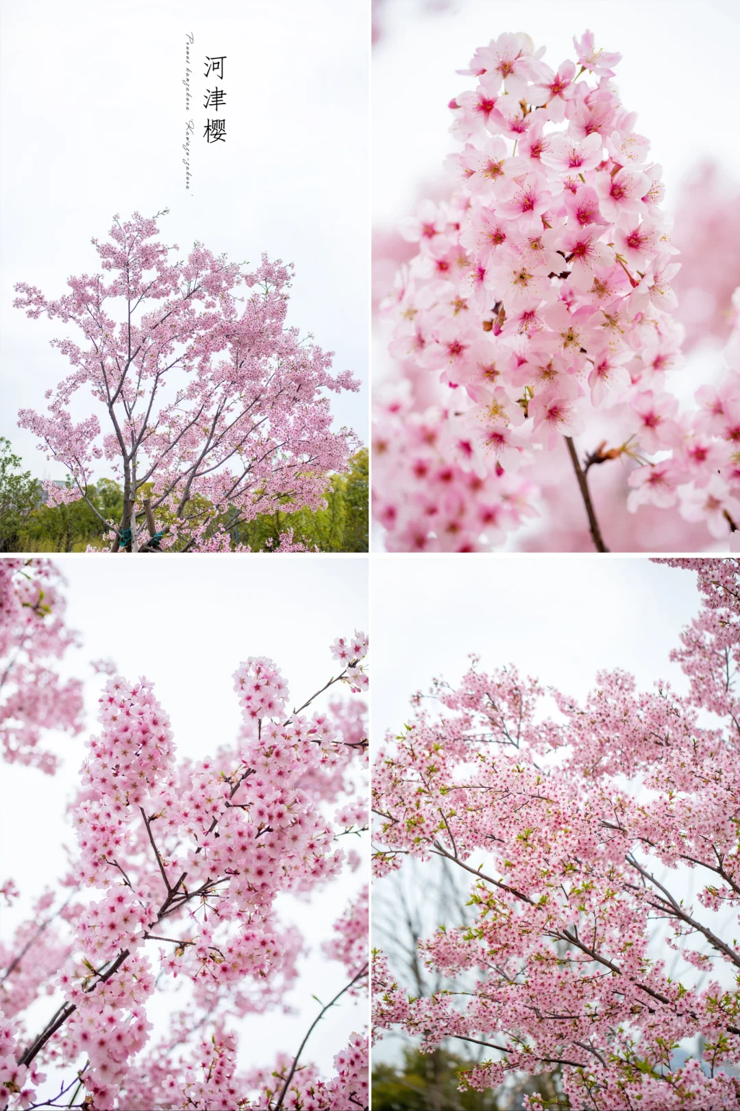 不负韶华不负卿🌸河津樱