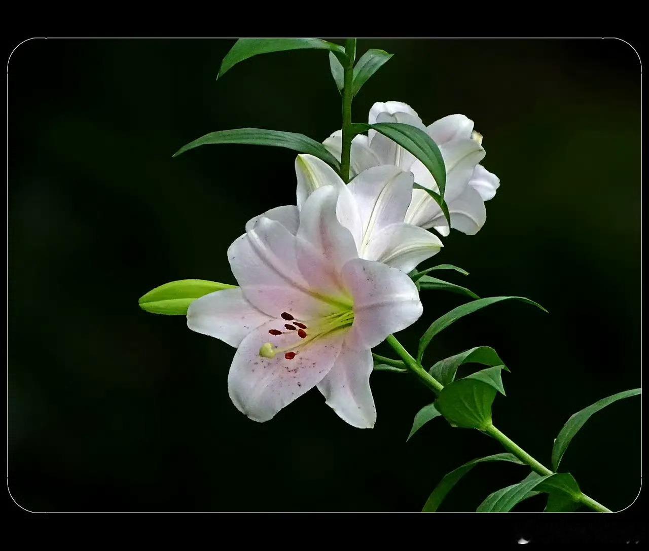 早安 百合花开，馥郁芬芳。百合不语，清雅自生香。白色是纯粹，粉色是温柔。百合寄意