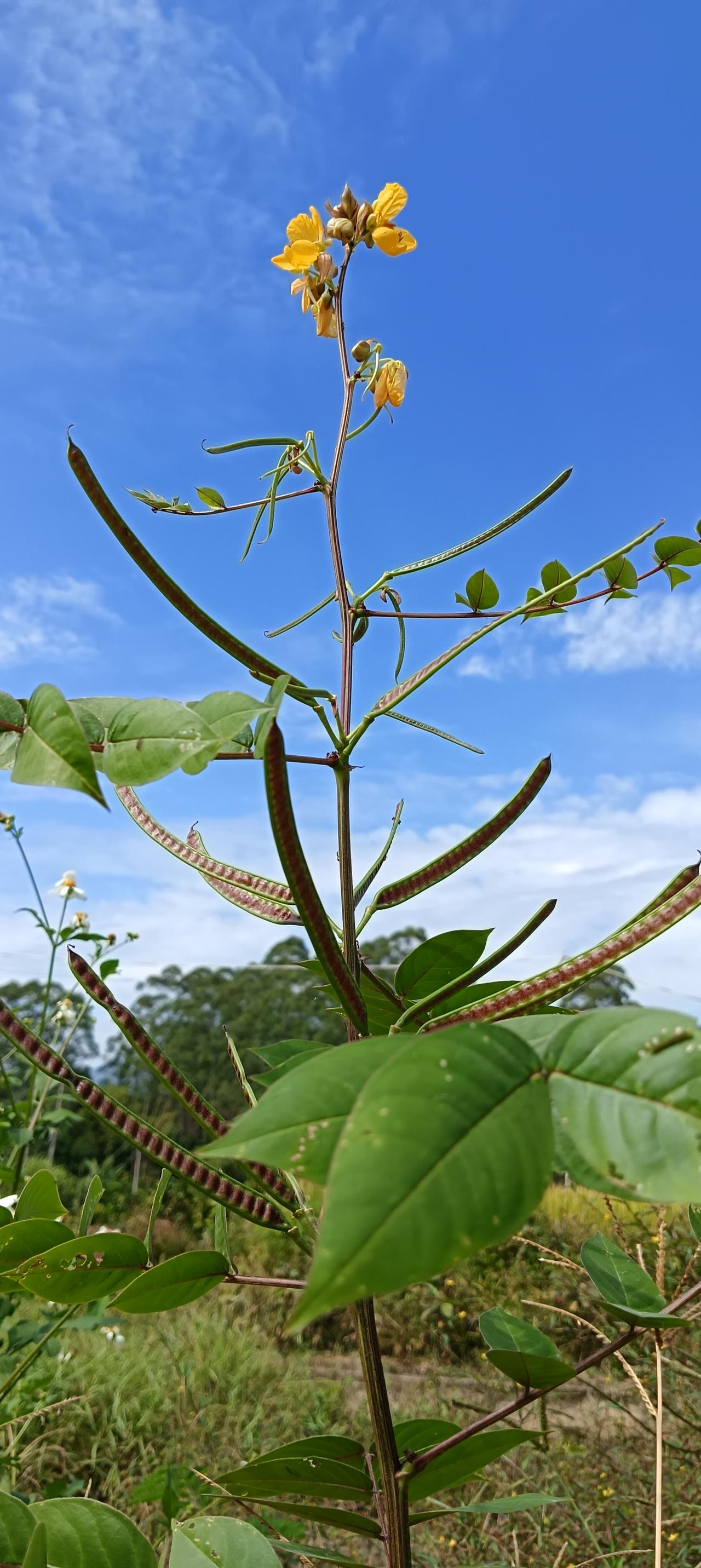 秋天的日记，大自然留给我们不仅是美，同时，又给我们一种愉悦的欣赏。
