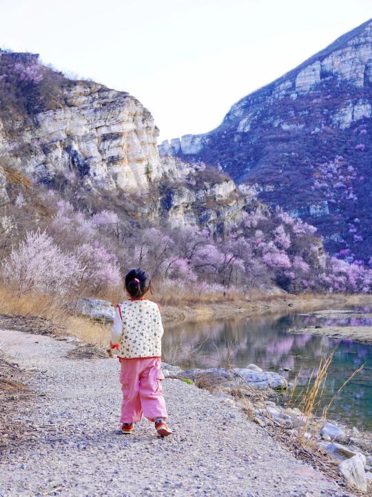 赏桃花🌸挖野蒜🧄昌平山涧小溪免费遛娃❗️