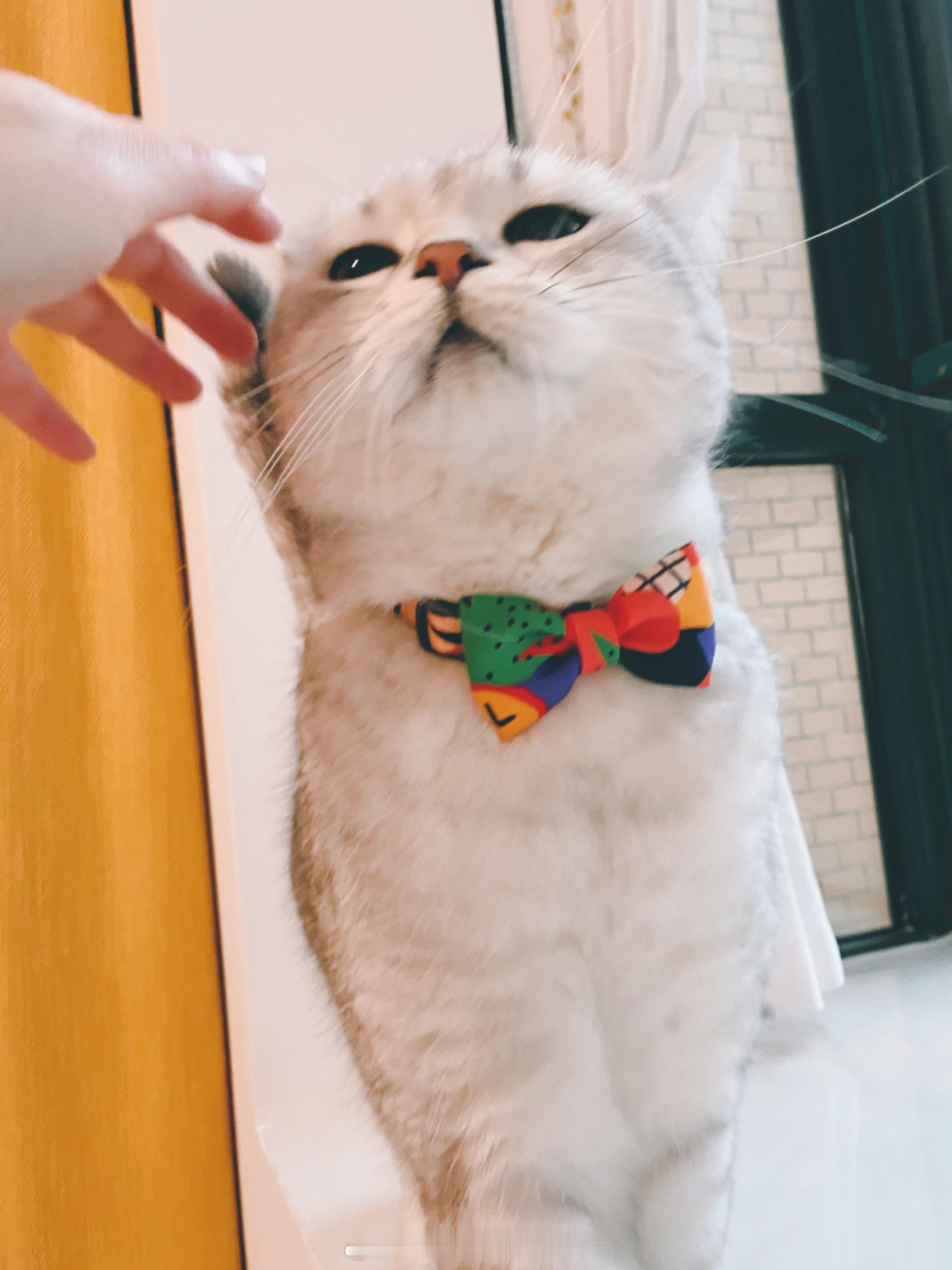 #被小猫冷暴力了三年# 对我忽冷忽热了 7 年 但我还是天天对他关怀备至 这算不