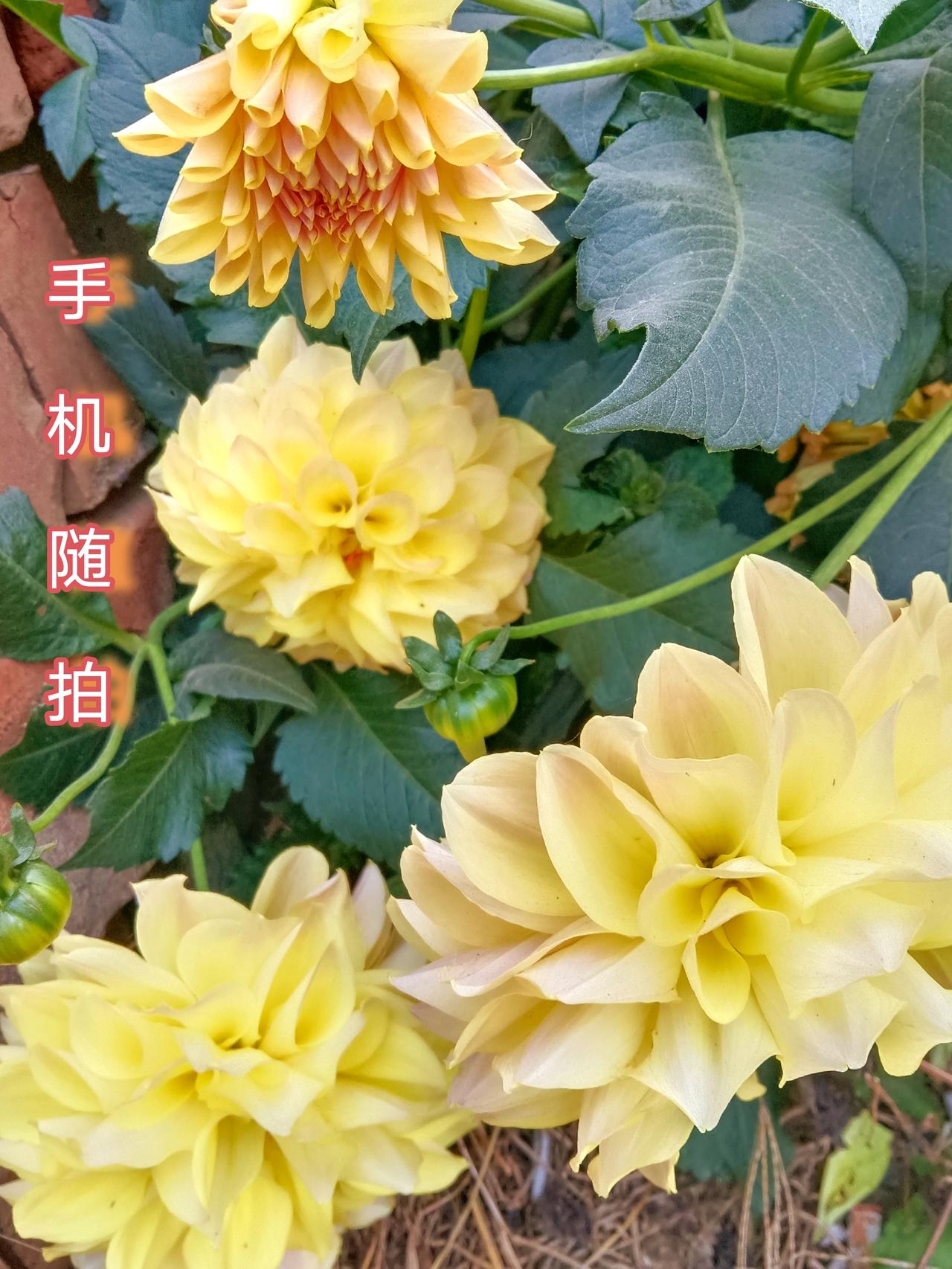 篱下秋光，满簇金英迎晓日，
庭前佳色，一丛大丽吐幽香。
 
手机随拍