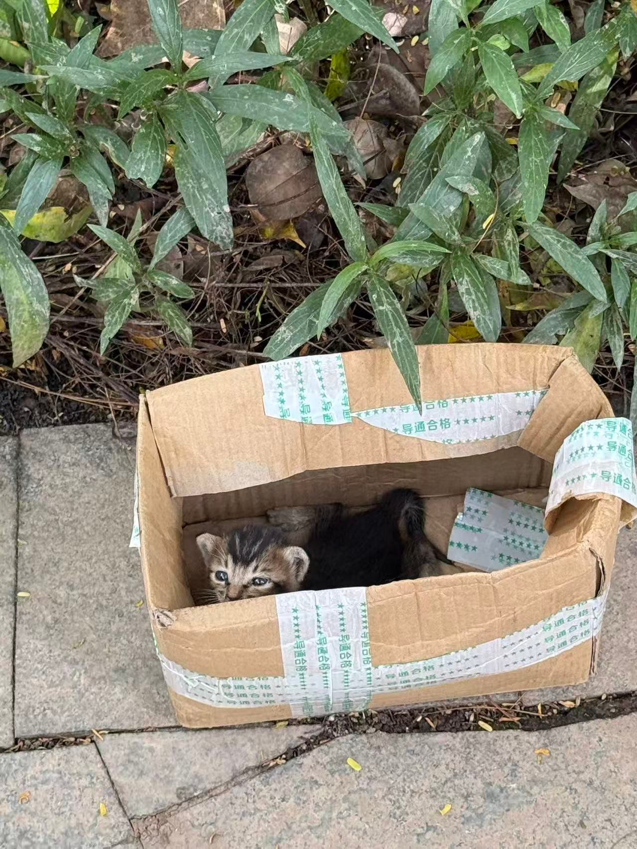 小奶猫有人领养吗？深圳。 