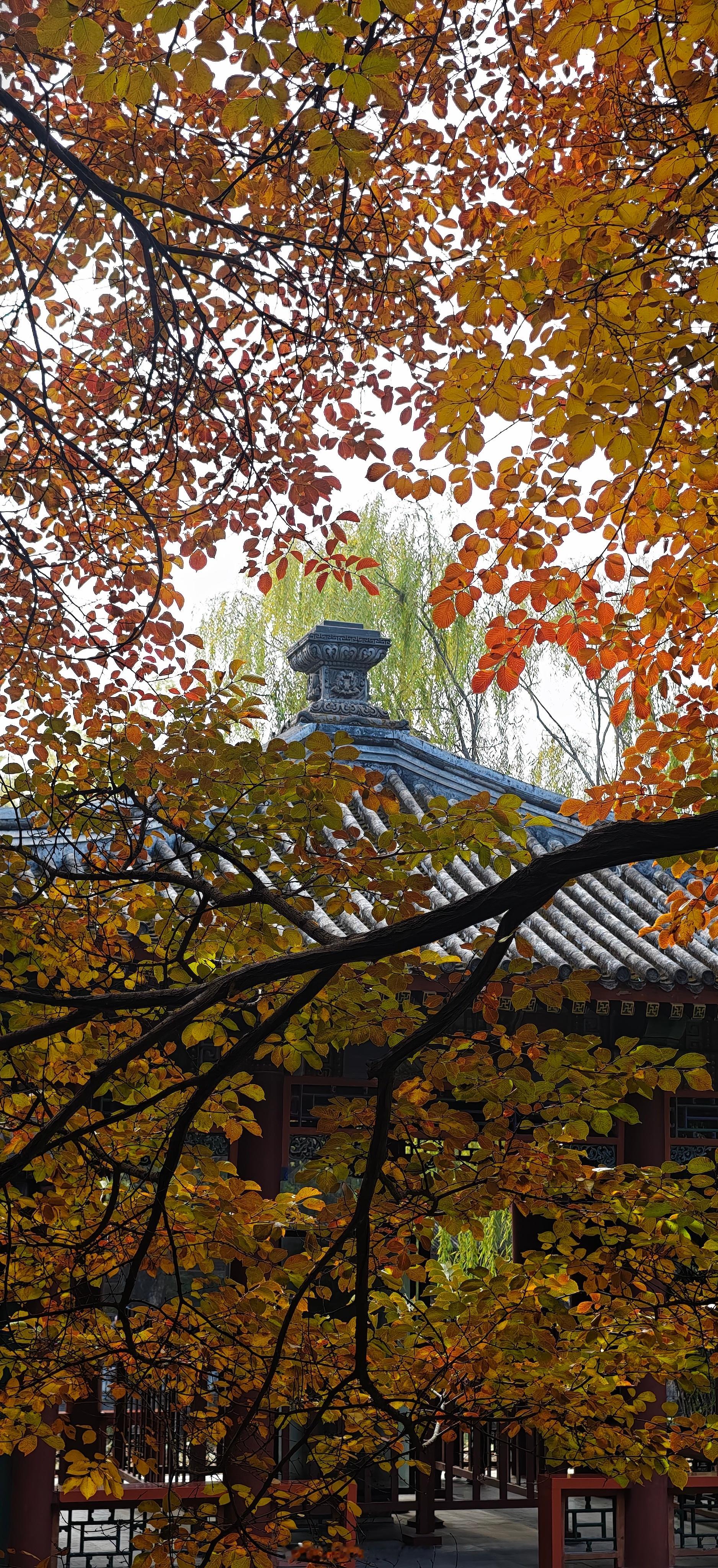 颐和园萍香榭秋景 秋日北京漫游记 ​​​摄影​​​