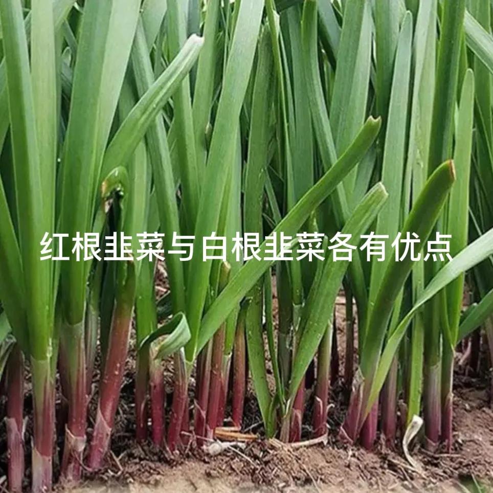 韭菜是红根好还是白根好红根韭菜和白根韭菜各有优势。红根韭菜味道浓郁，口感鲜嫩，含