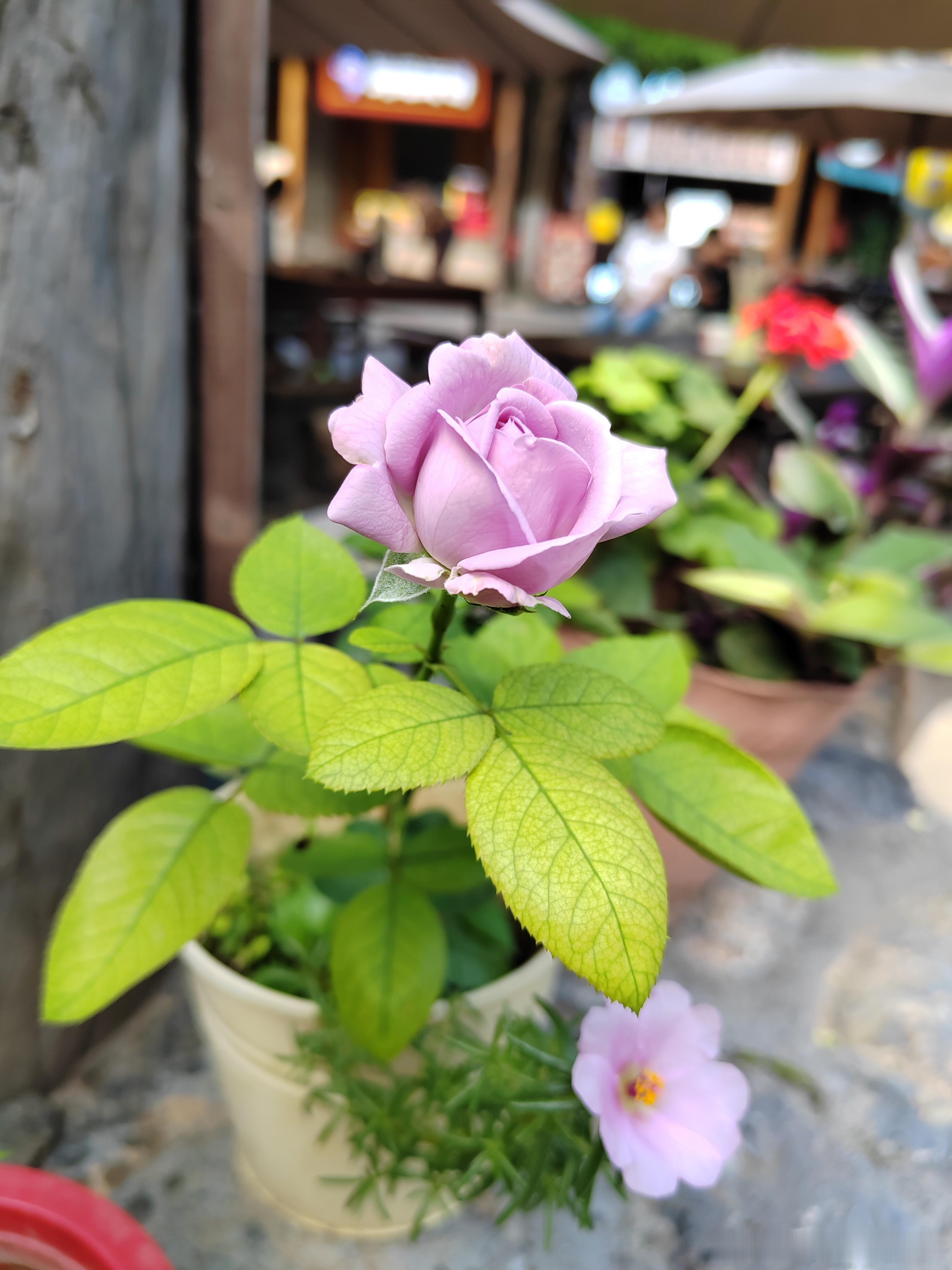 与过往和解，和生活释怀。风来听风，雨来赏雨，不困于执念，自在随心。 ​​​