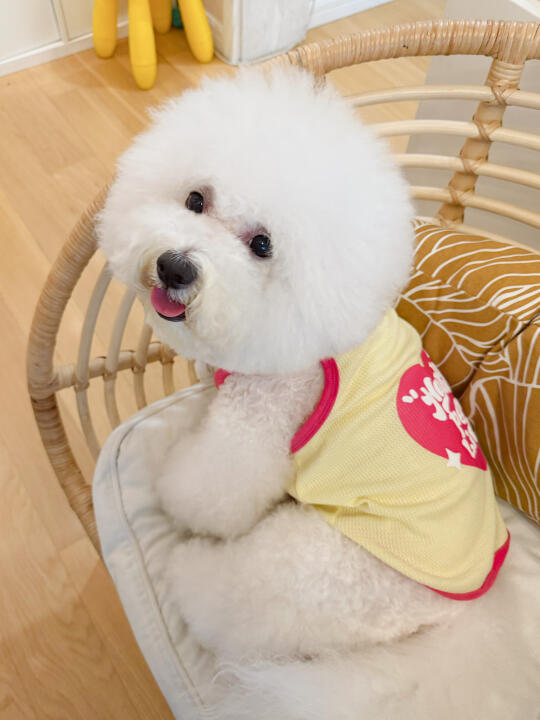 皮肤病剃了毛擦了药，穿上小衣服还是很甜美