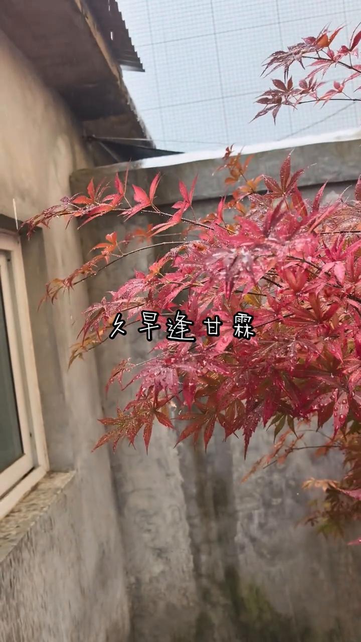 久早逢甘霖。