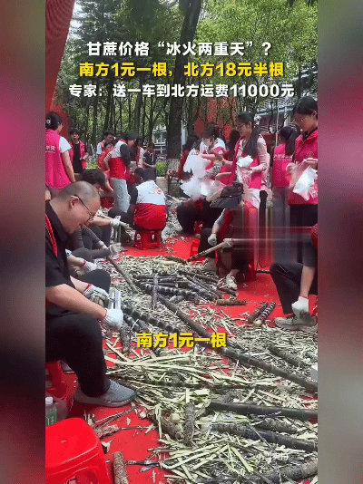 一根甘蔗能差出35倍？说出来你可能不信——广州南沙的地头，1块钱就能抱走整根，甜