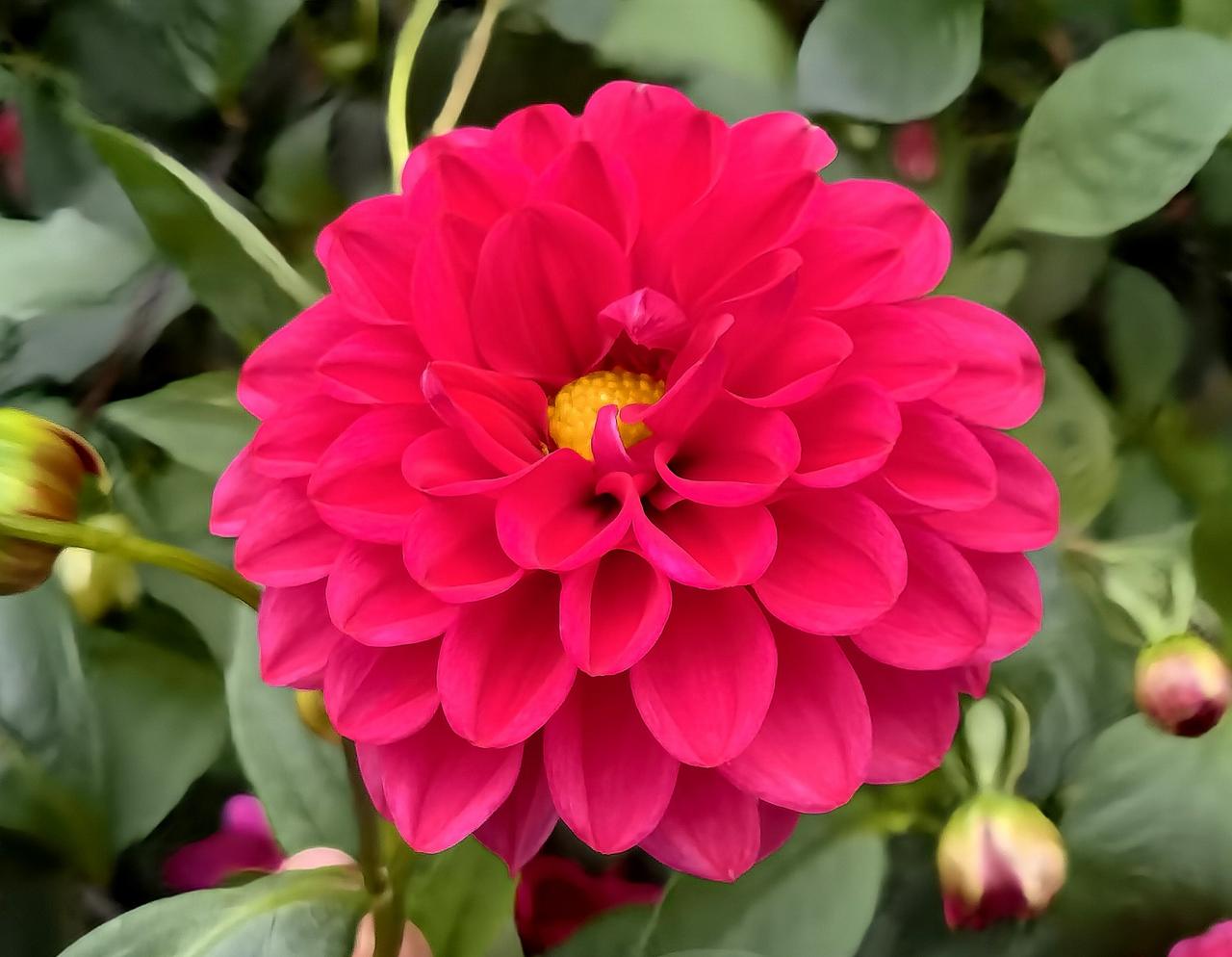 见到美丽的花朵,你会感觉快乐吗? 秋日里鲜艳的大丽花，真漂亮！