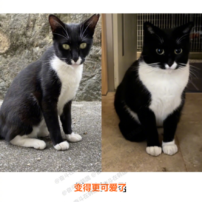 野猫期和家猫期的差异 海外新鲜事 热点现场