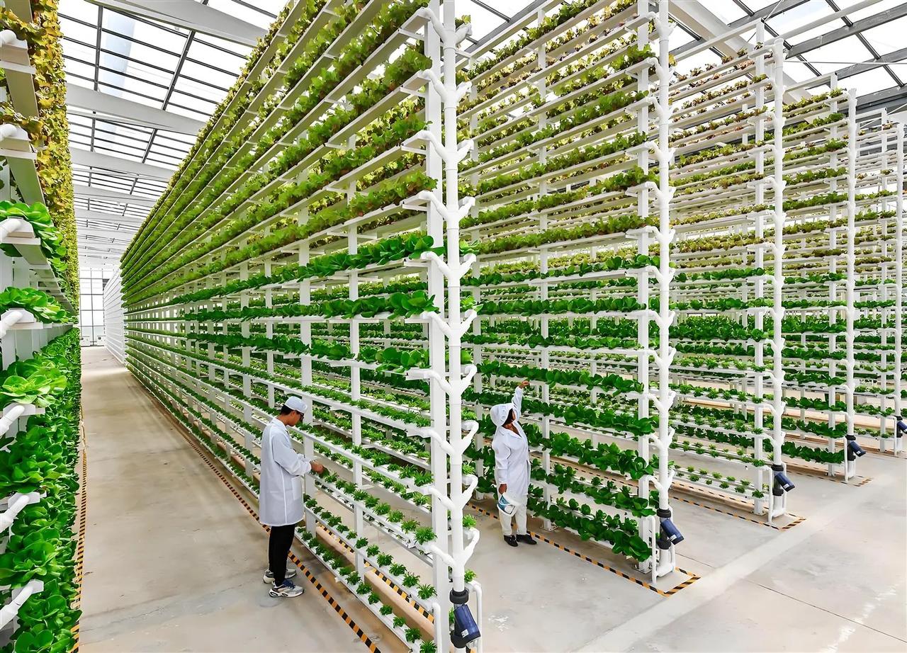 现代农业产业园如何突破失败发展的瓶颈？

现代农业产业园要突破发展瓶颈，关键在于