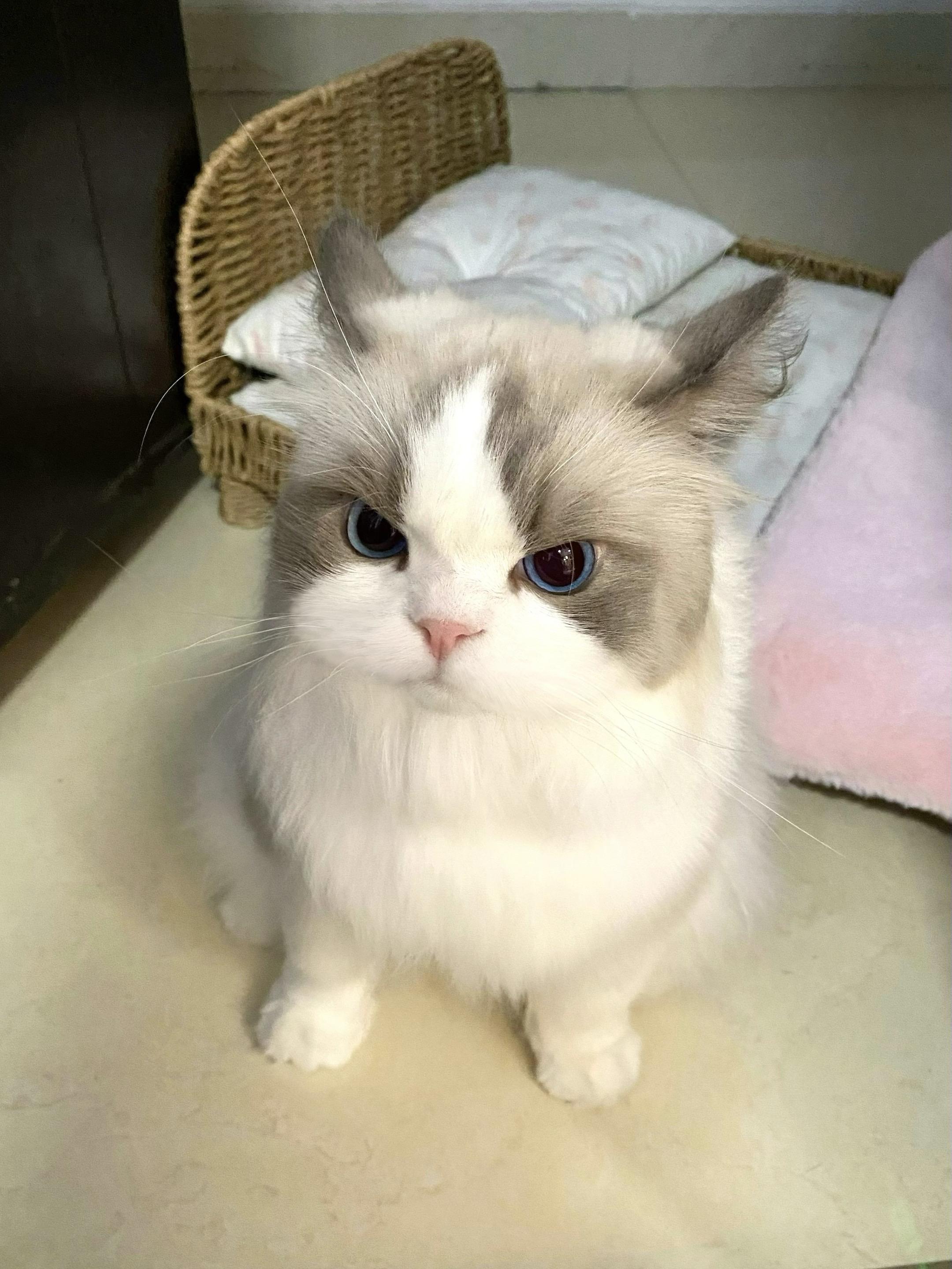 说他两句就生气 连夜搬过道上睡了。🐱：那我今晚就不回来了！你自个睡吧