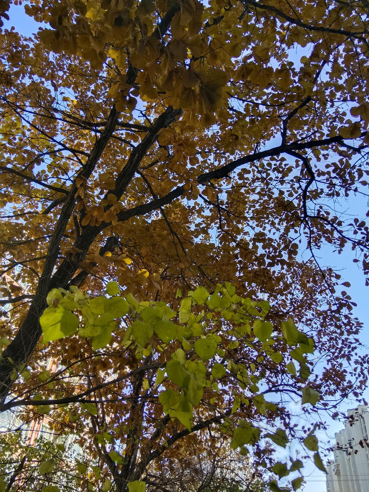 秋天是赏叶最佳时节
家乡的美景令人陶醉
秋天树叶风景