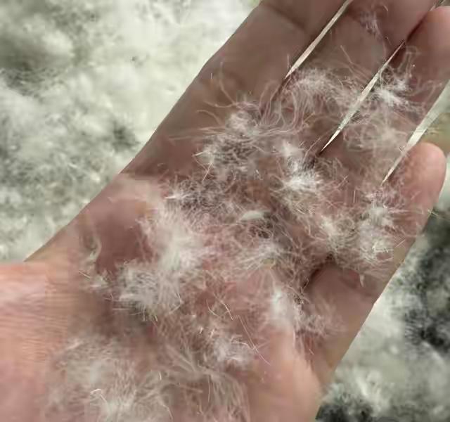 穿羽绒服算杀生吗？

今天看到网上有这么个词条。想必寒潮来了，急需找羽绒服护体的