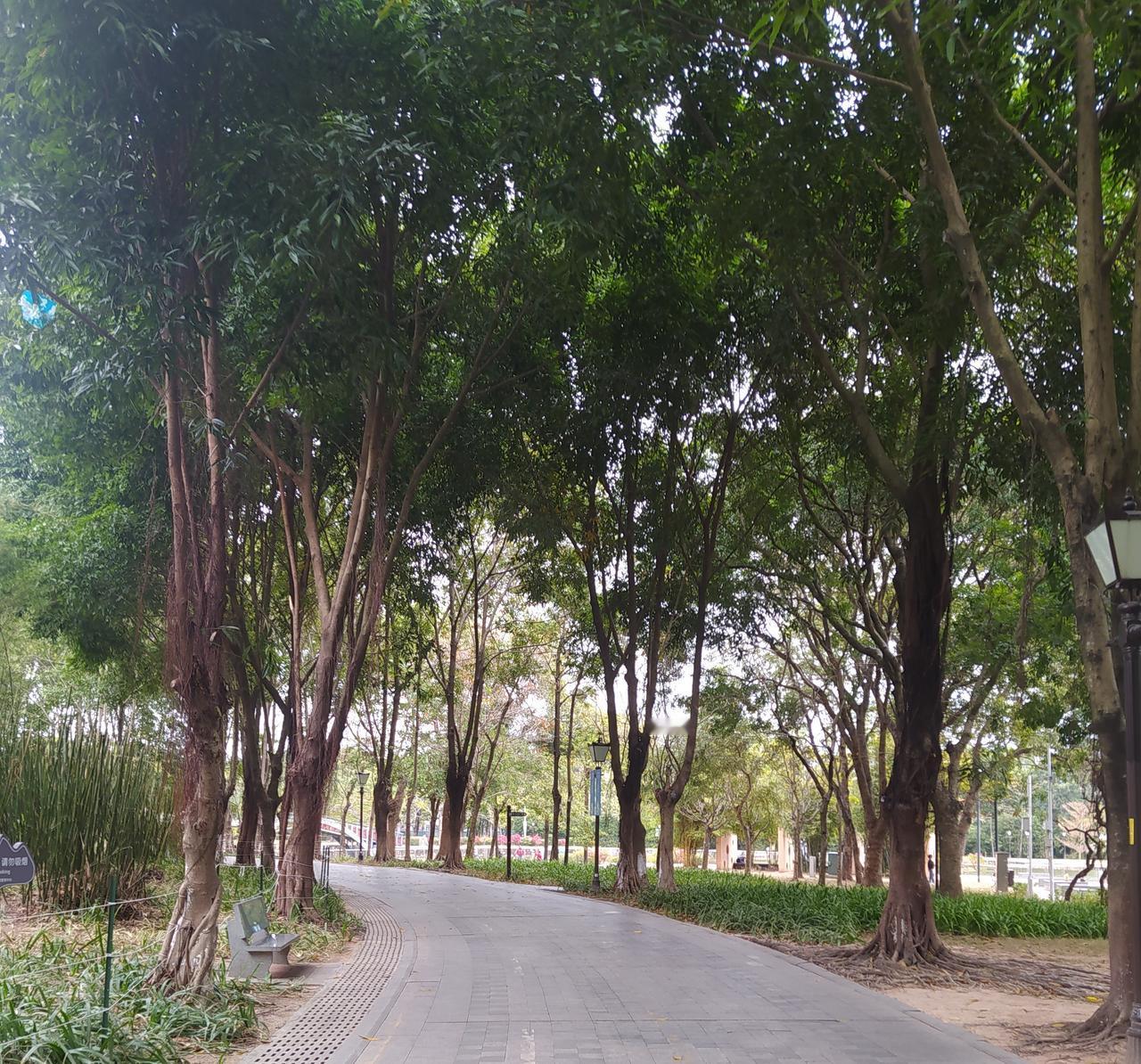 榕树比梧桐树好，梧桐树到春天总很多绒毛。但是梧桐树在古诗词里出现了很多。古诗词里