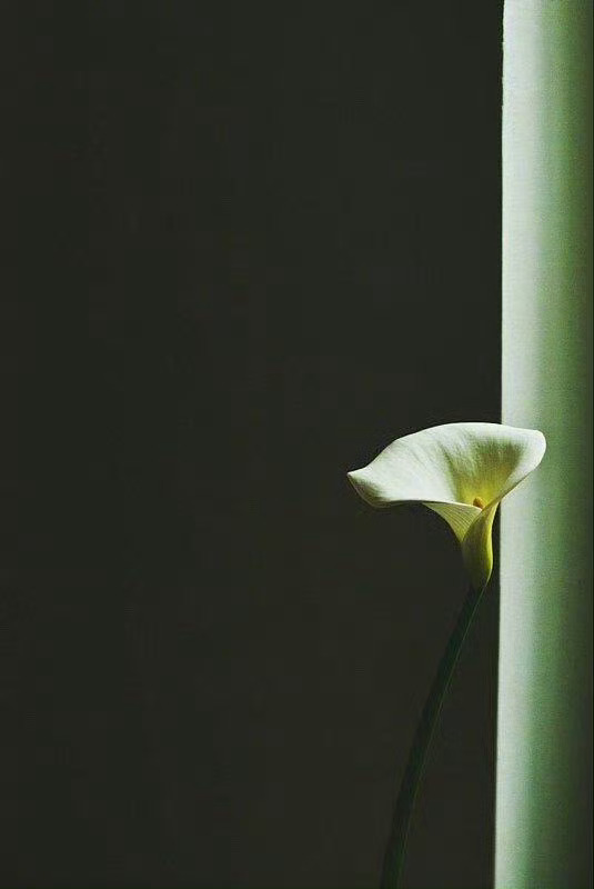 对于自己身上的习惯和习性，既需要主动去改变，也需要随缘放过自己，这两种态度一体两