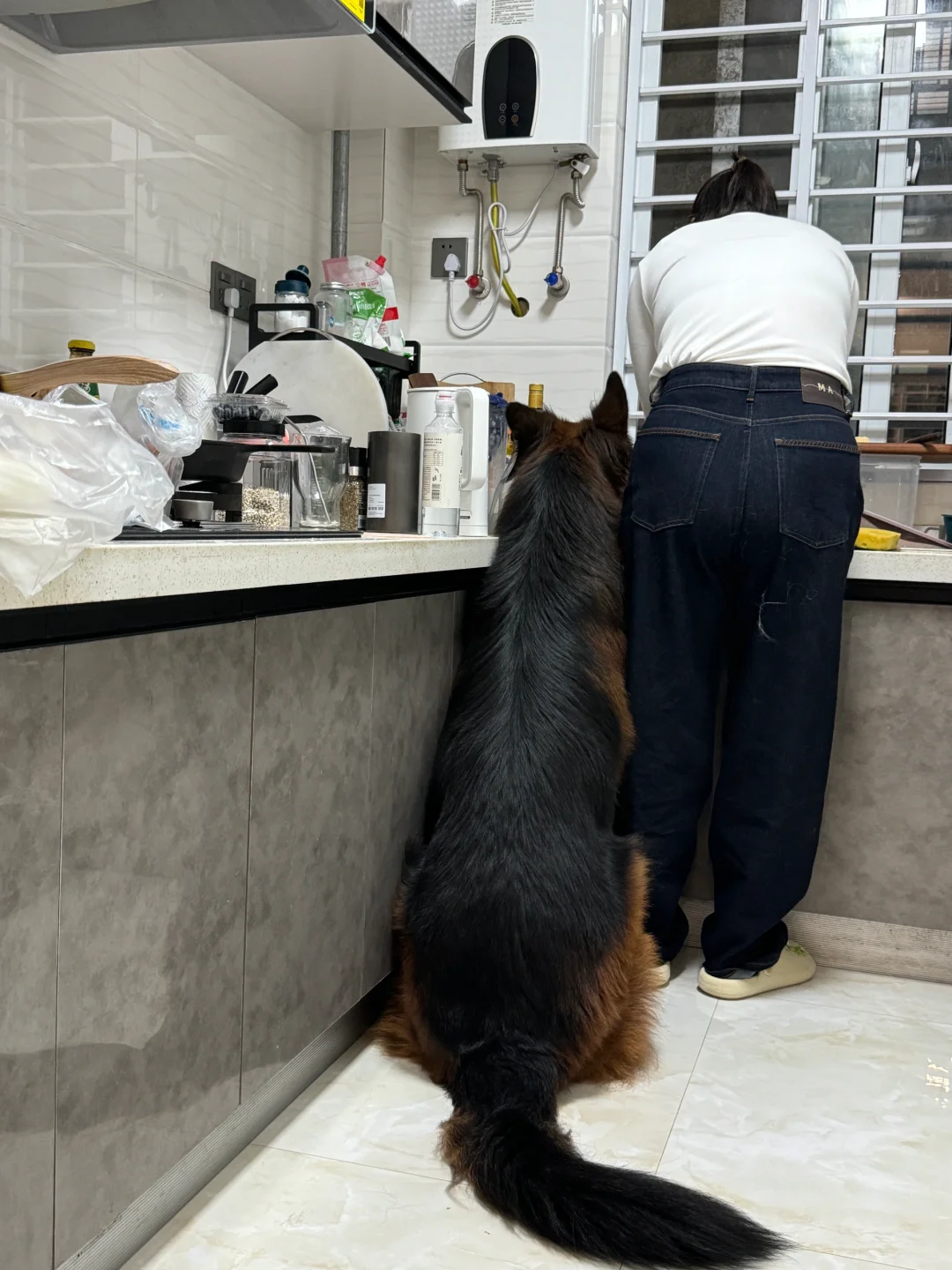 105斤茶杯犬等姥姥烧饭饭
