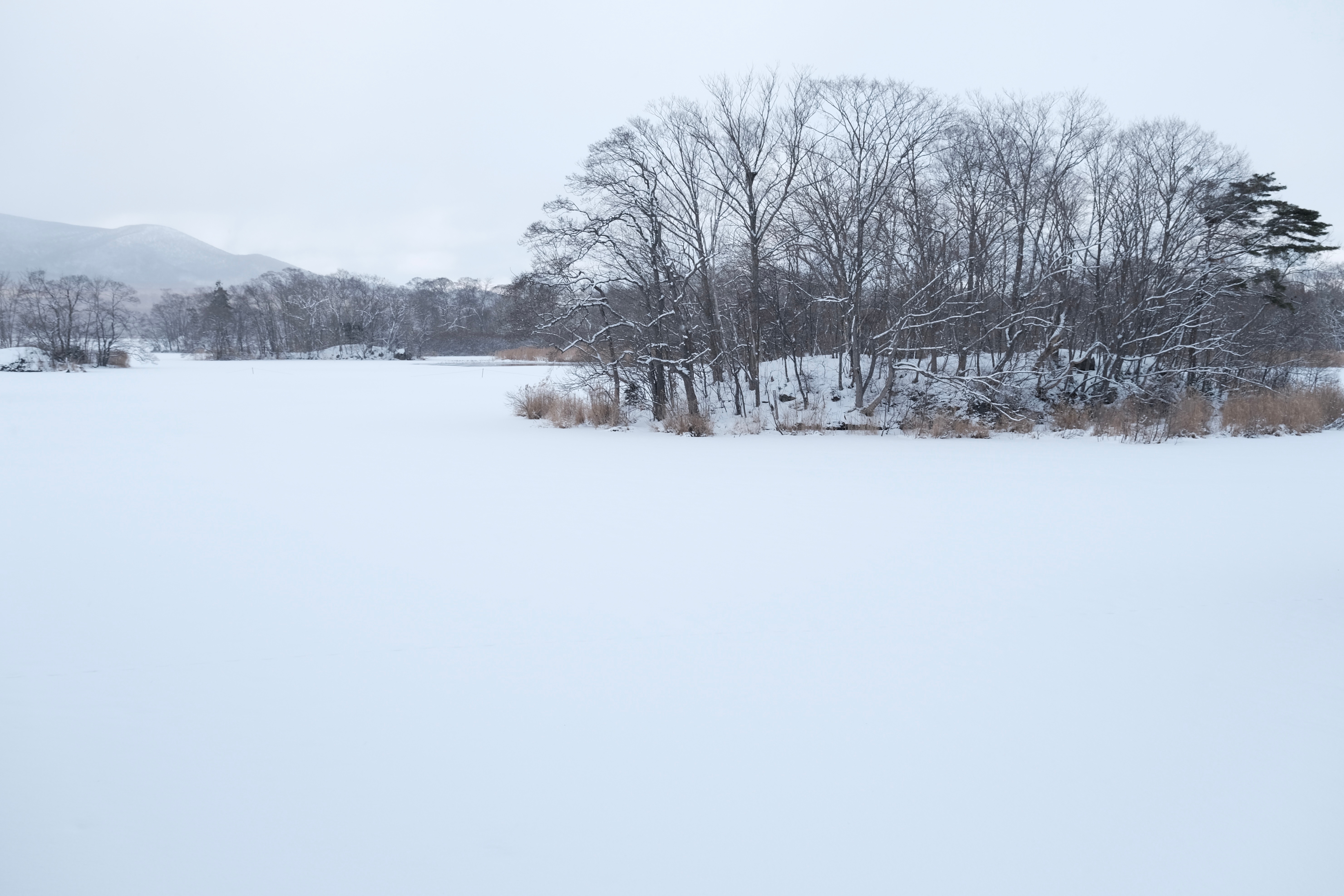 从北海道回来三周，北海道发生了如下三件事。1、美瑛寻树之旅，有一颗雪原中的网红树