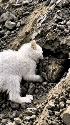 山体滑坡，猫妈妈为救猫崽被埋在泥石流里出不来，万万没想到，被救的小猫崽不但不跑，
