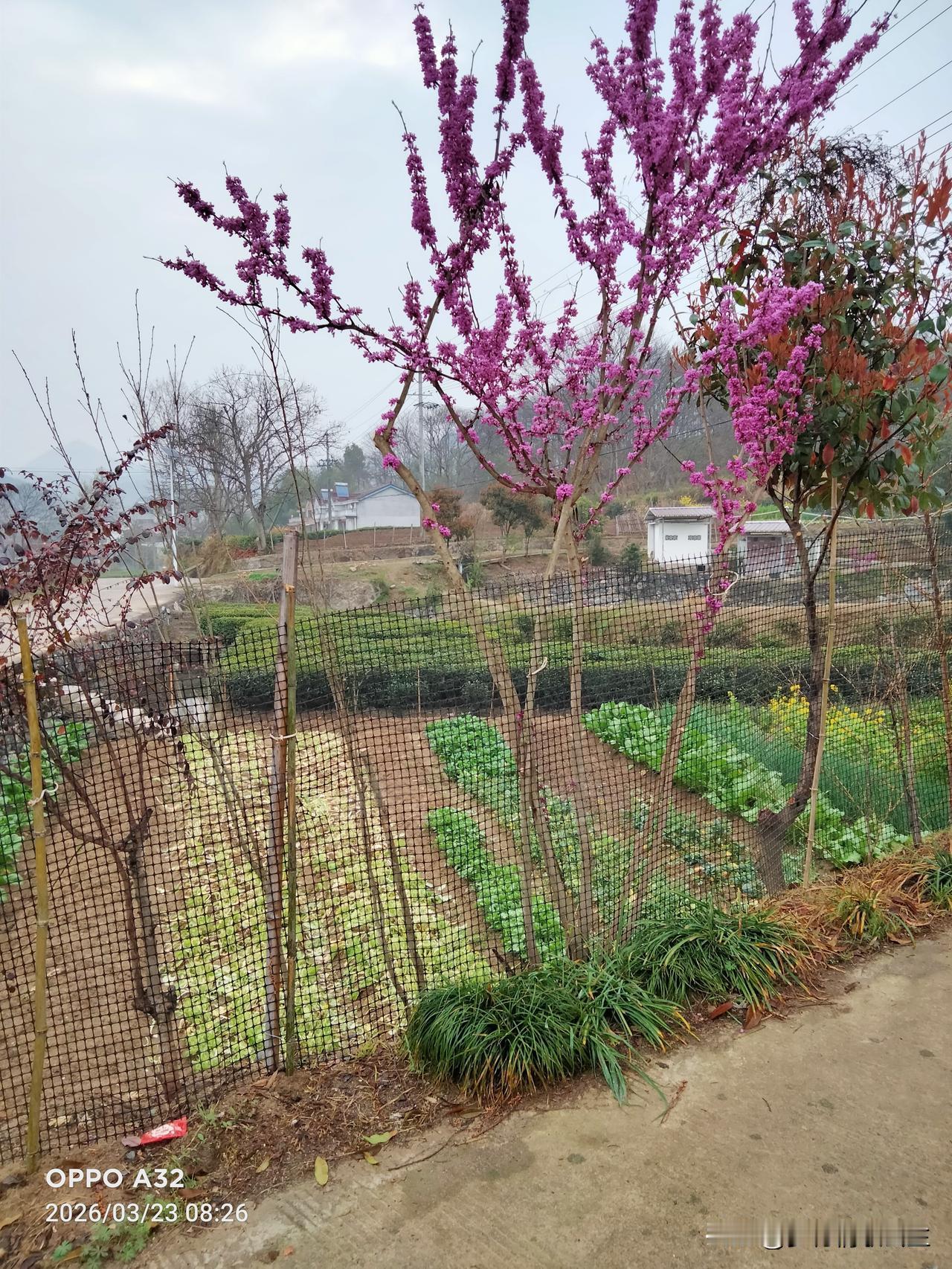 好美的花儿，这么好的景色就在我家屋前边一点，每次路过都一饱眼福！