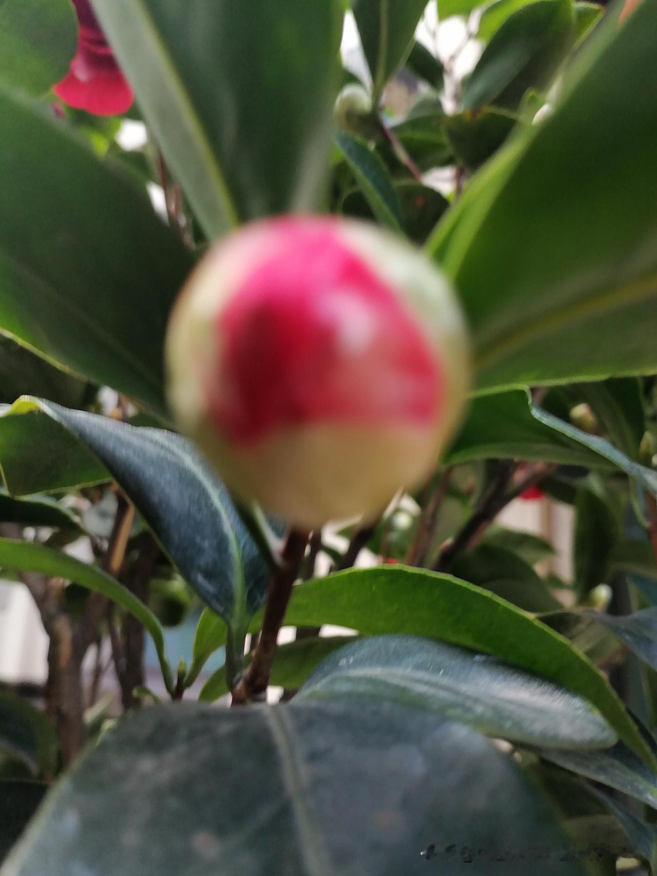 随手一拍分享最美的花