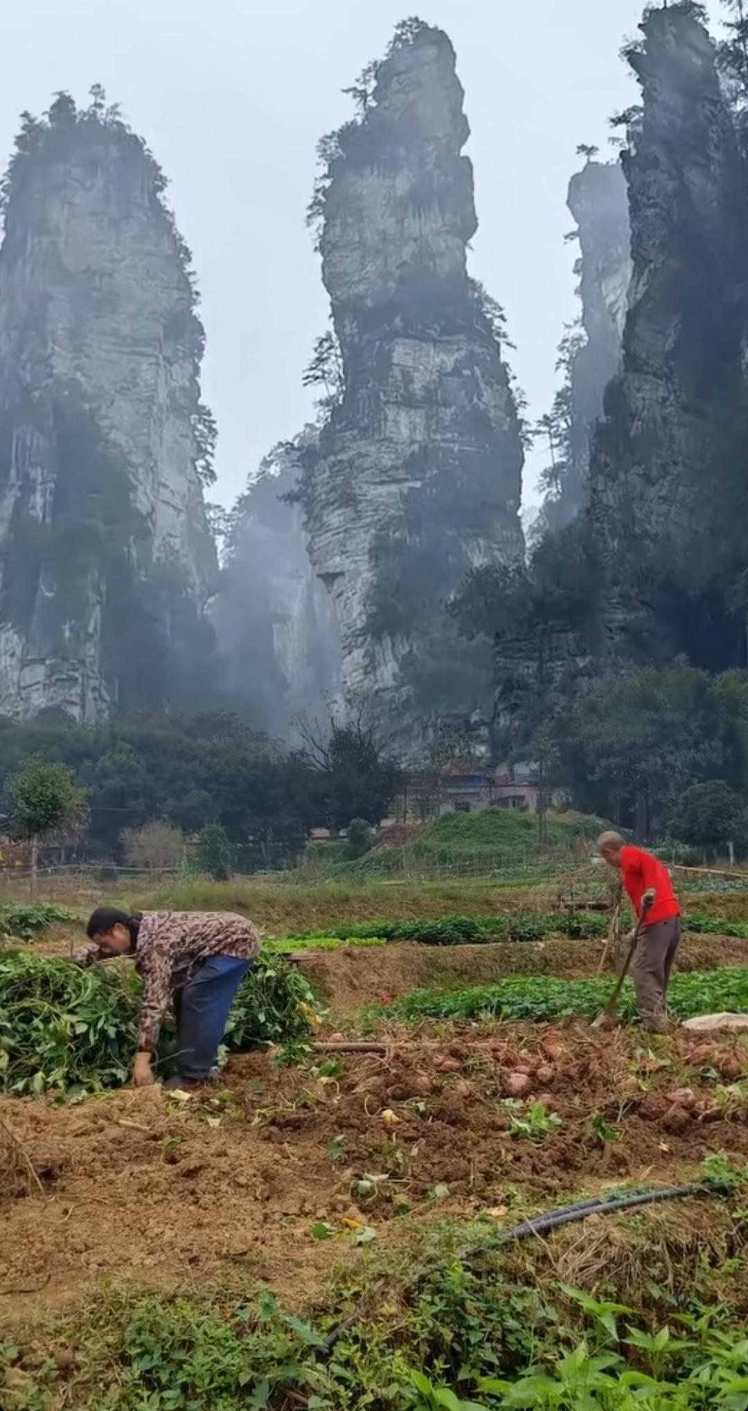 两个人在田里干活，背后是壮观的山⛰️，看到这个图，你第一眼想到了什么？是一部电视
