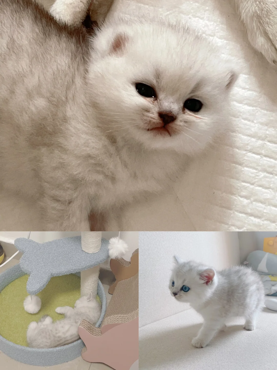 把小猫养好是一件很有成就的事情