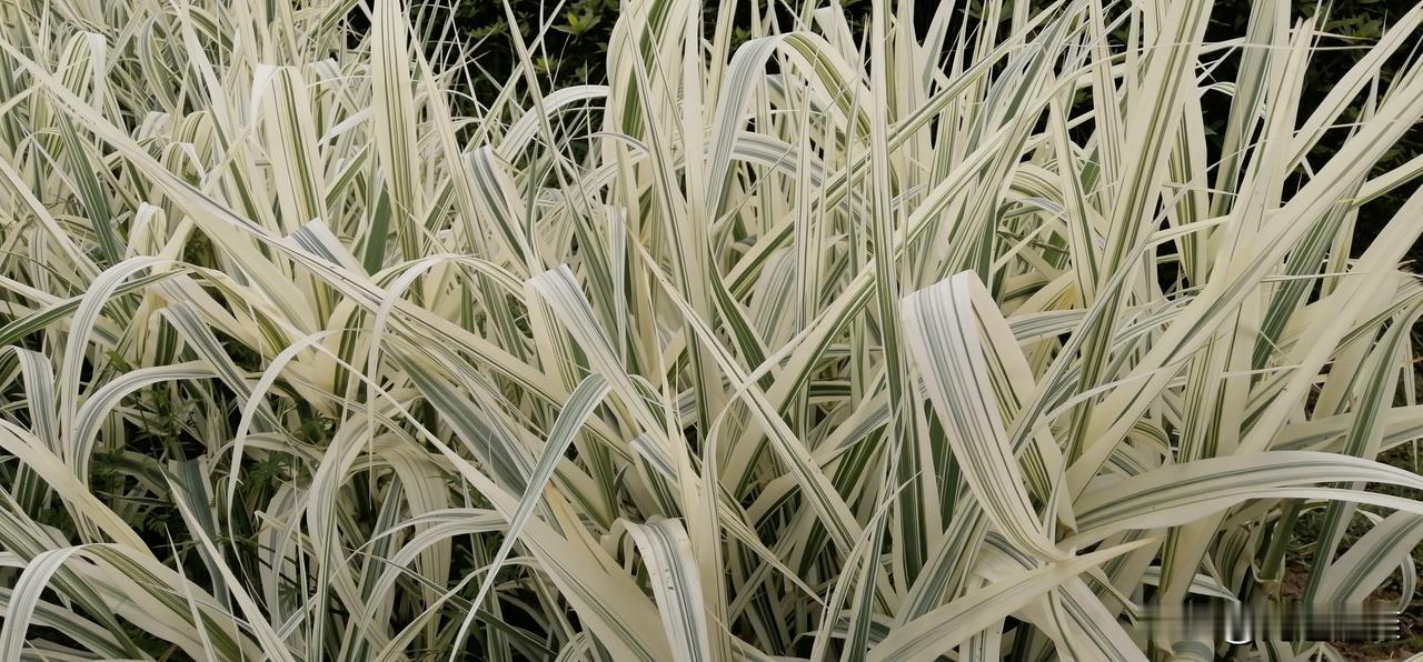 因为下了好长时间的雨，我们很久没有出门了。
今天清早就出太阳了。
吃早饭的时候，