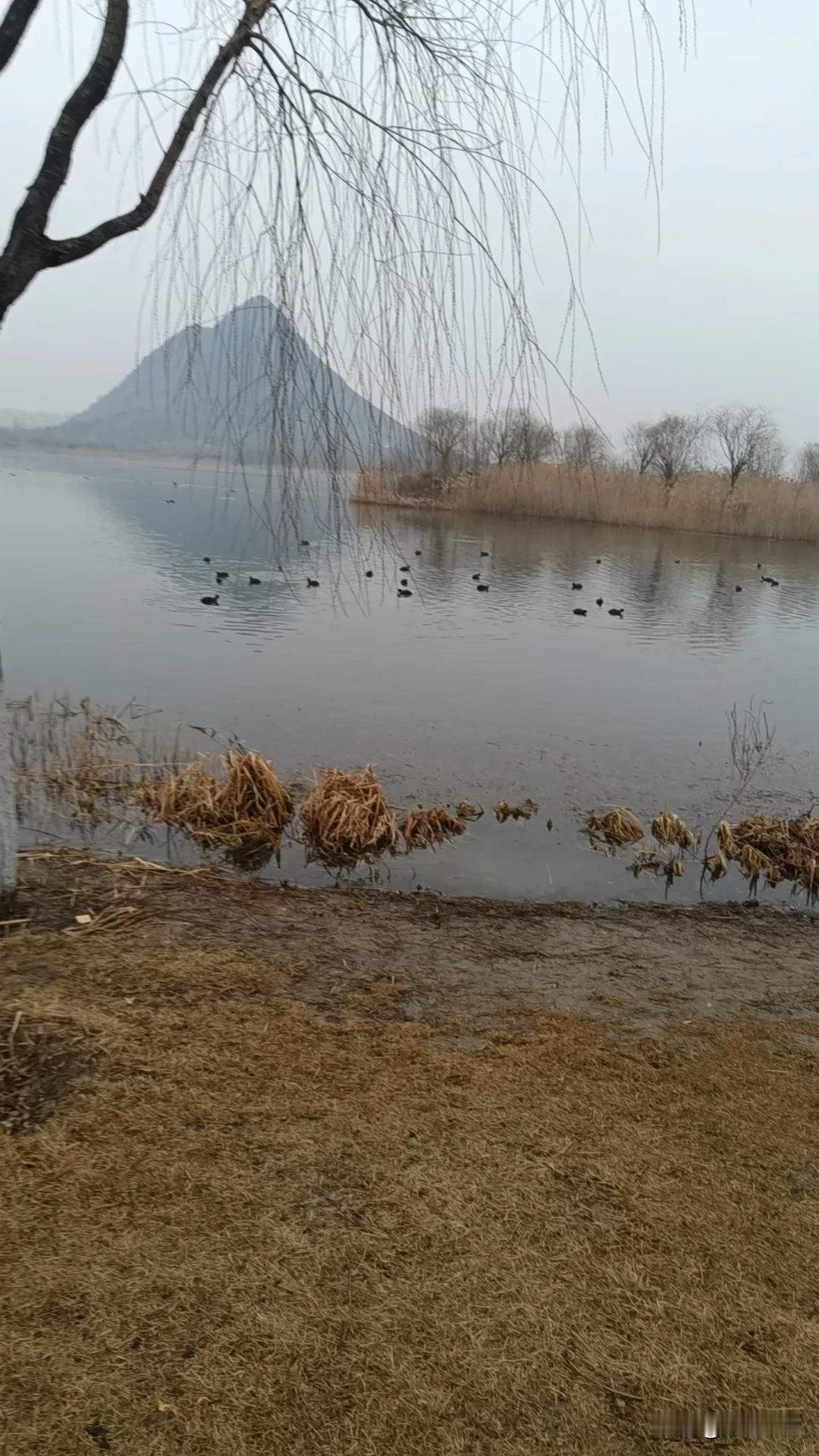 华山湖算是让这群野鸭顺利过冬了！
现在华山湖的野鸭可是真多啊，估计上百只了吧！这