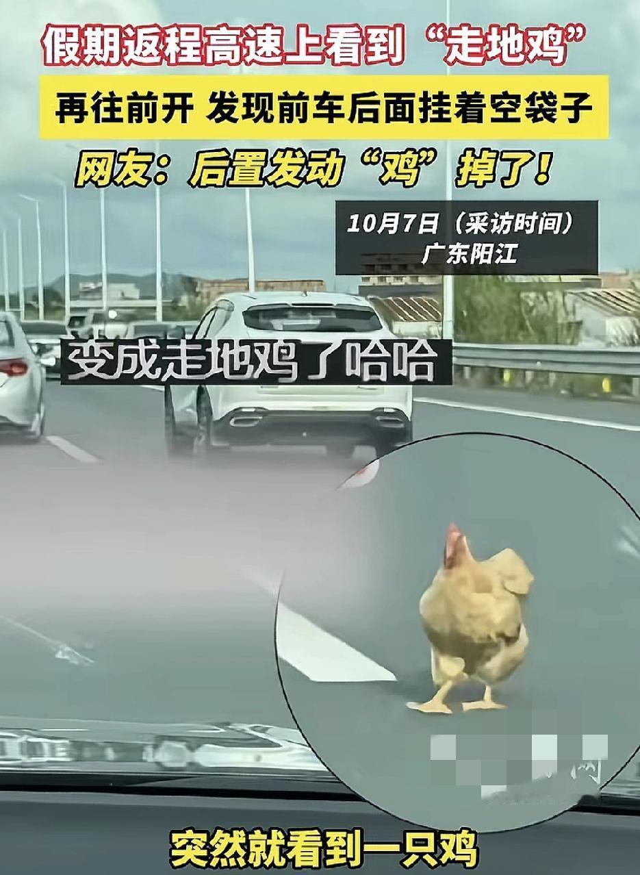 4月7日，广东阳江一直走在高速公路上，看到前面有一只走地鸡。心想应该是某位车主的