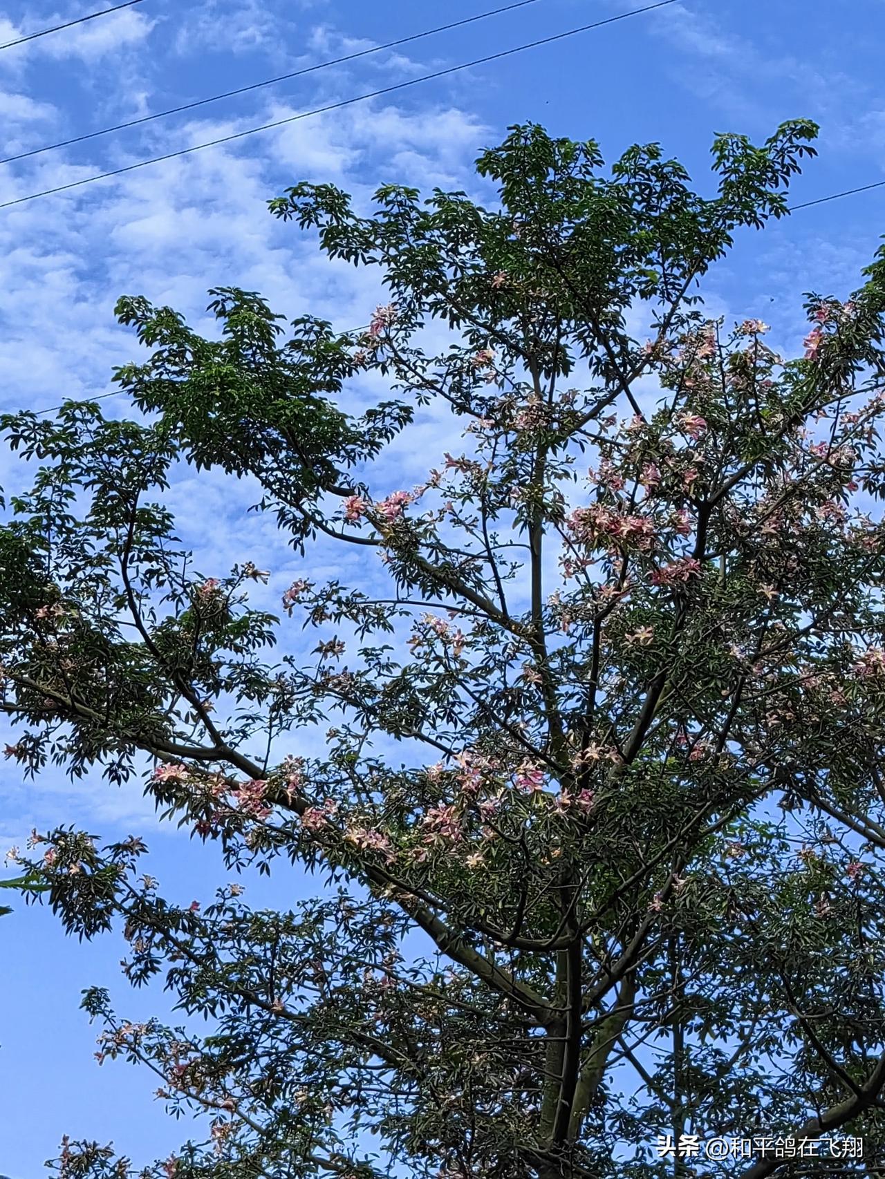 我在深圳大街上看到的这些树，非常好看。说句实话，深圳的绿化工程确实做得很好，尤其