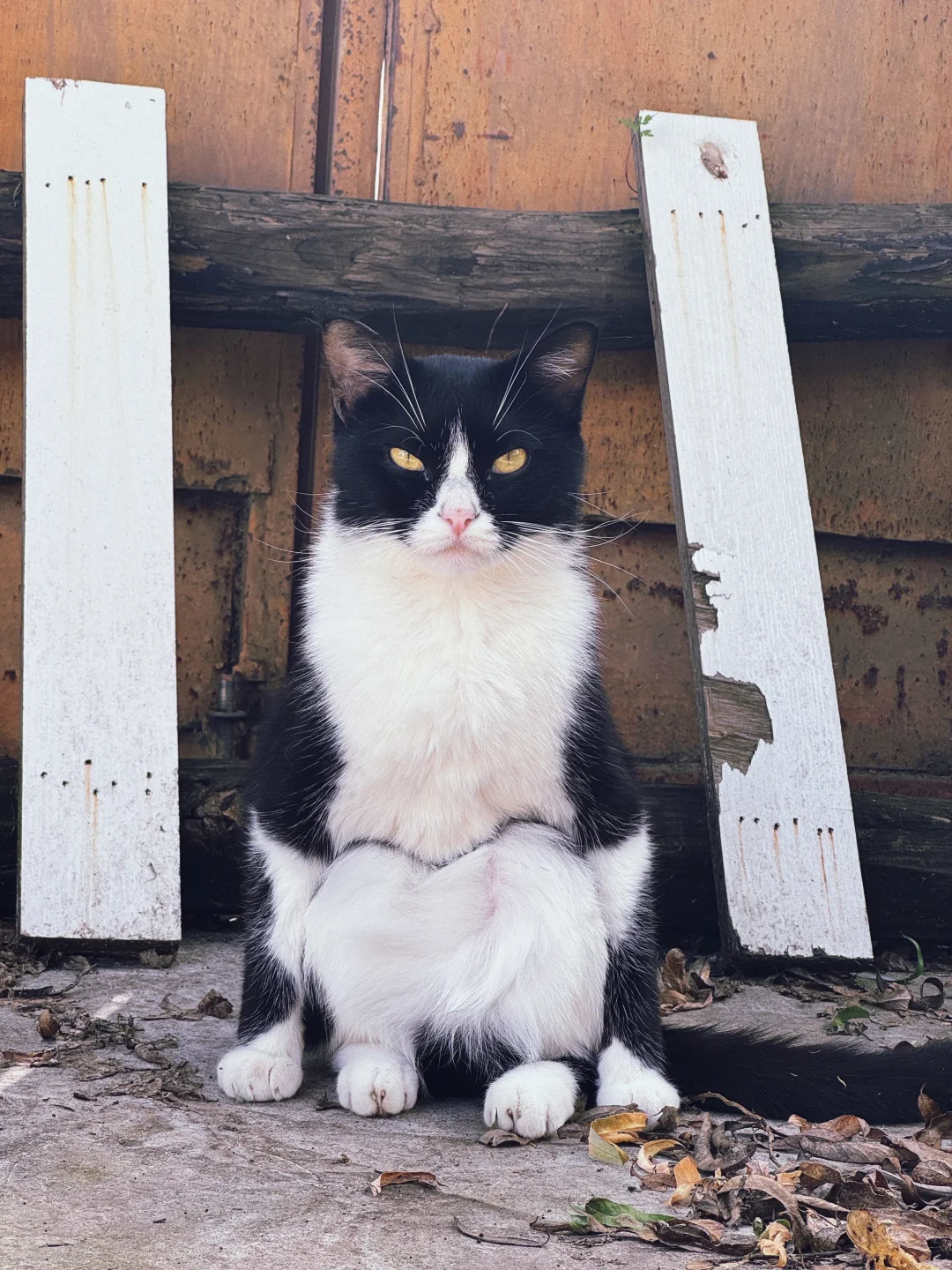 谁家正经猫这么坐着呀