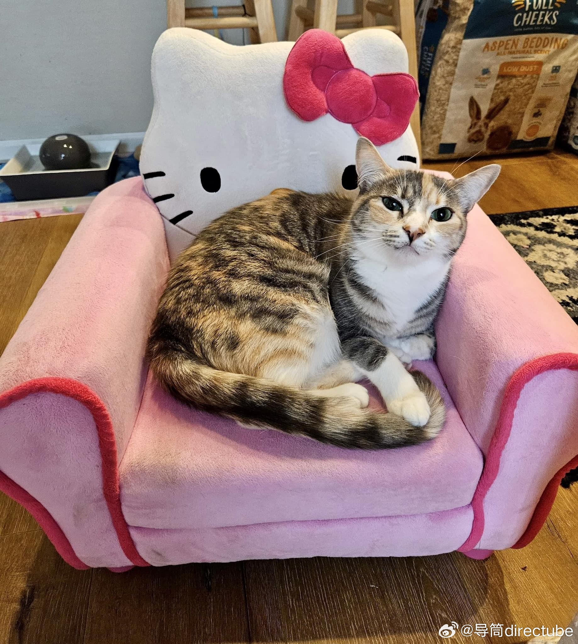 猫宁 
