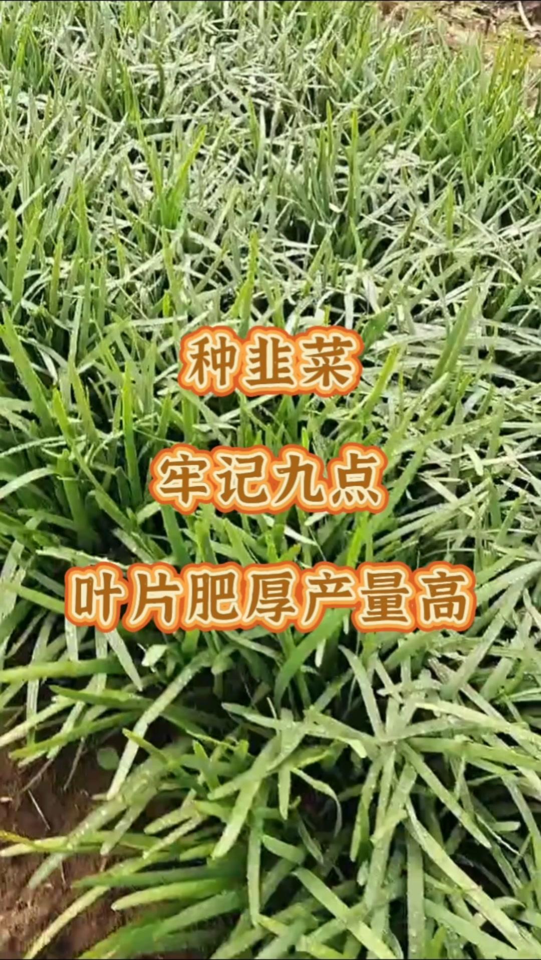 1️⃣选肥沃保水保肥排灌好的地块。
2️⃣移栽前修剪根系，促发新根。
3️⃣合理