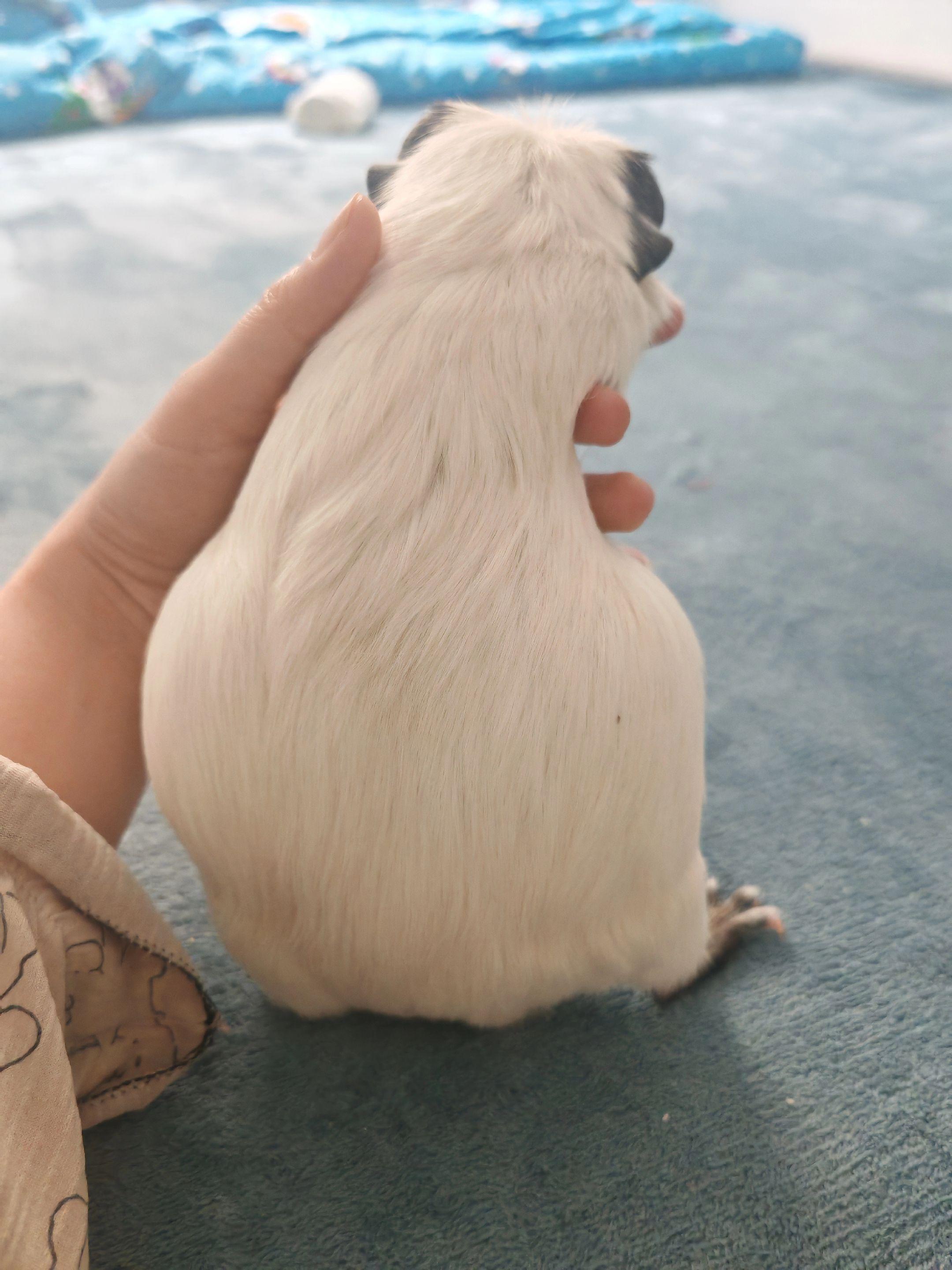 你们猜它啥时候生。已经有明显胎动了