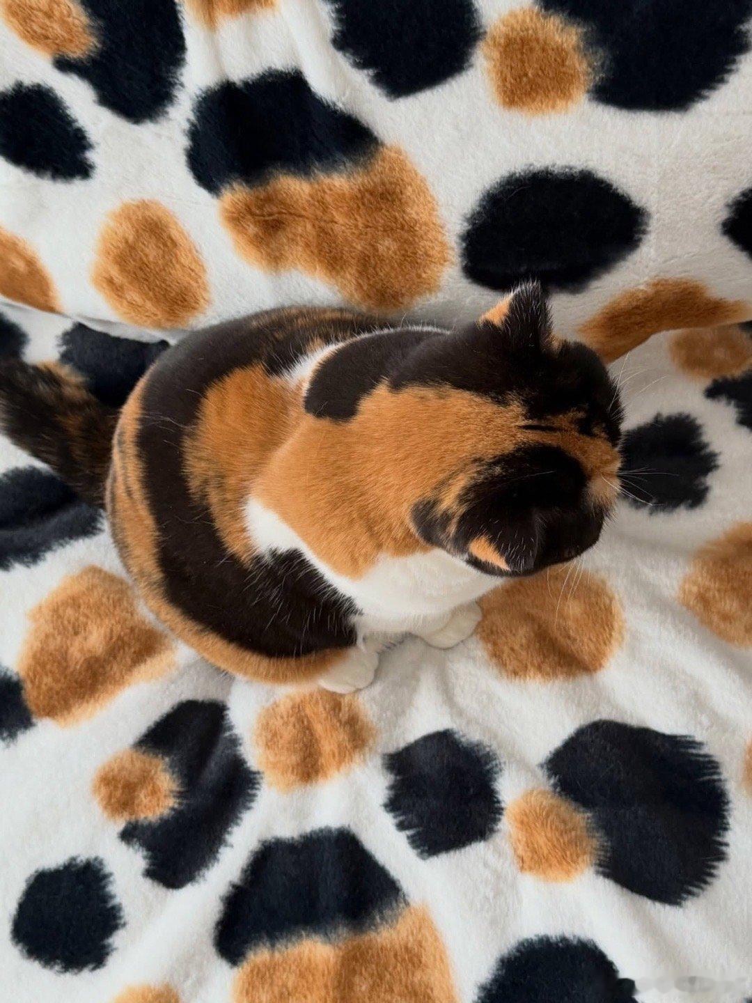 酱油饭团猫毯🍙..cr：oage_cat 