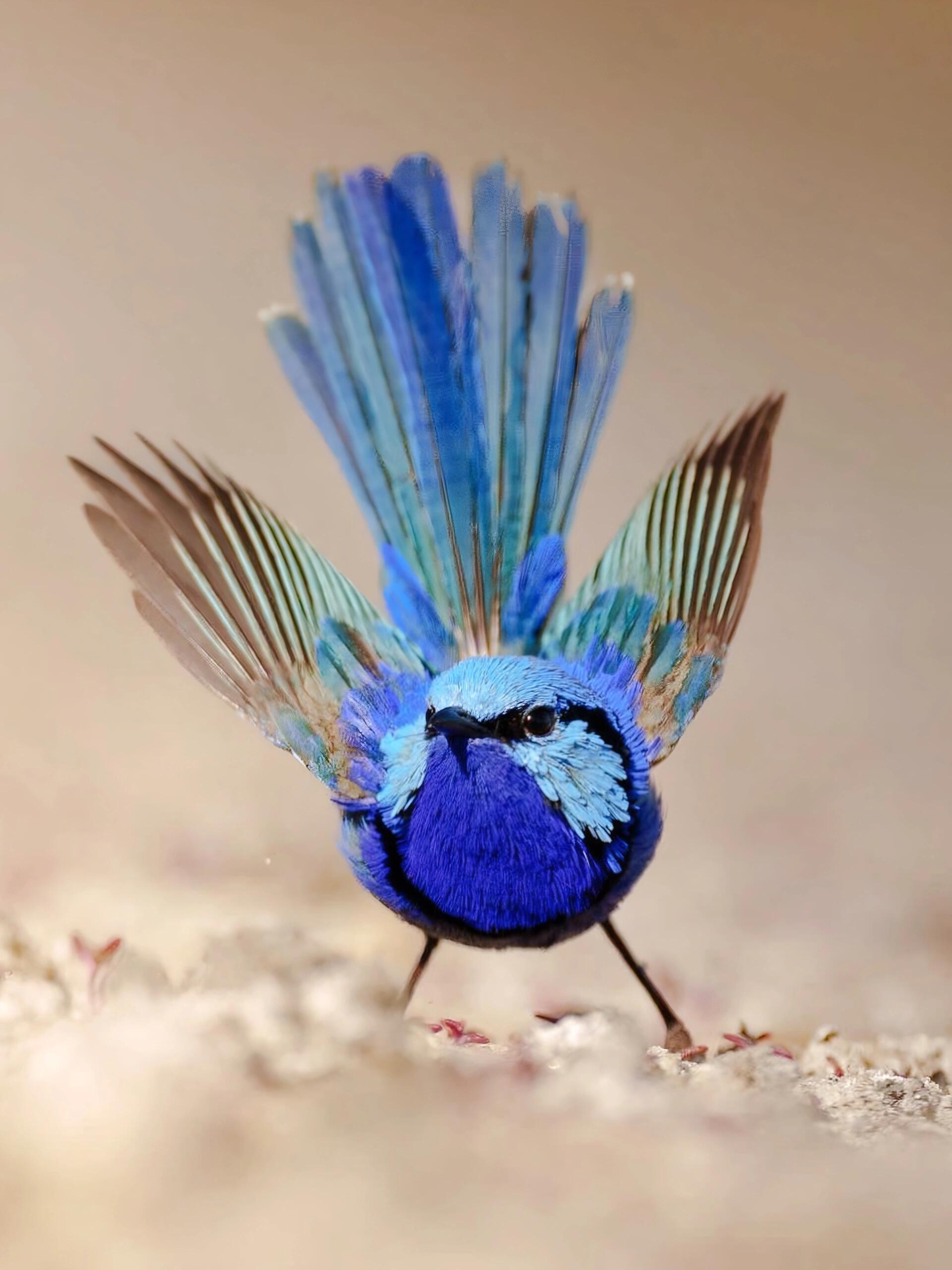 原来这鸟真是蓝色的，我还以为是光线显的 