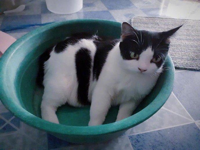埃尔蒂牛奶熊猫