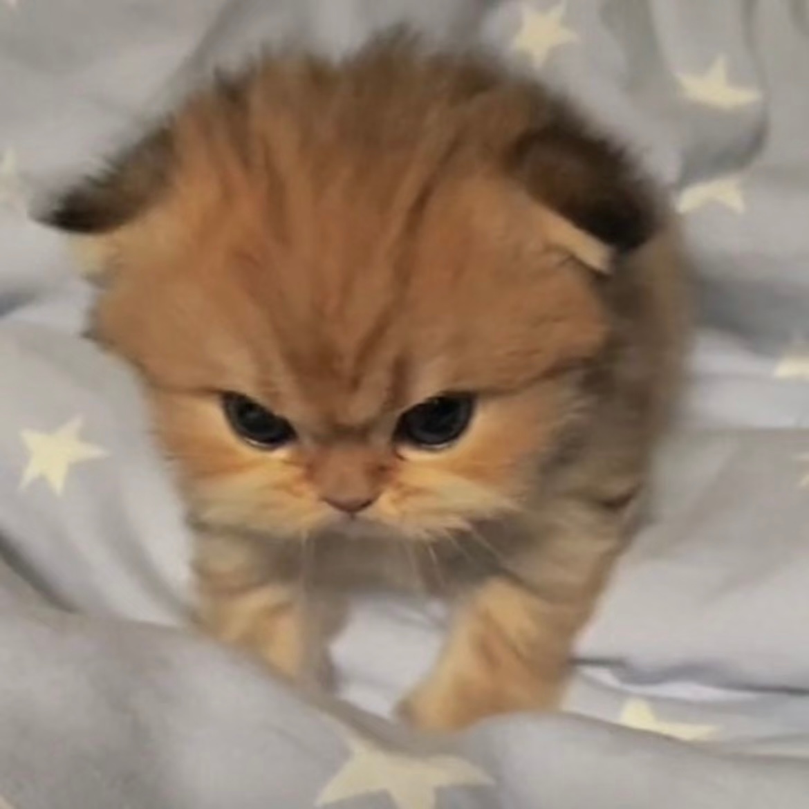 🐈😠 