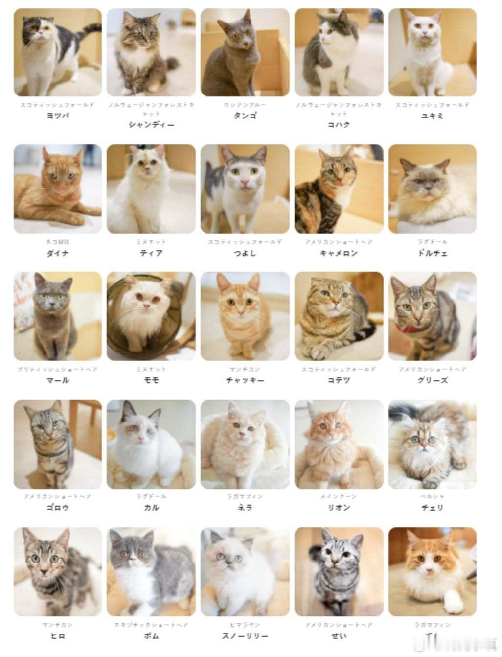 【 不幸中的大幸 】昨天熊本地震发生时，AEON Mall里的猫咪咖啡厅「Cat