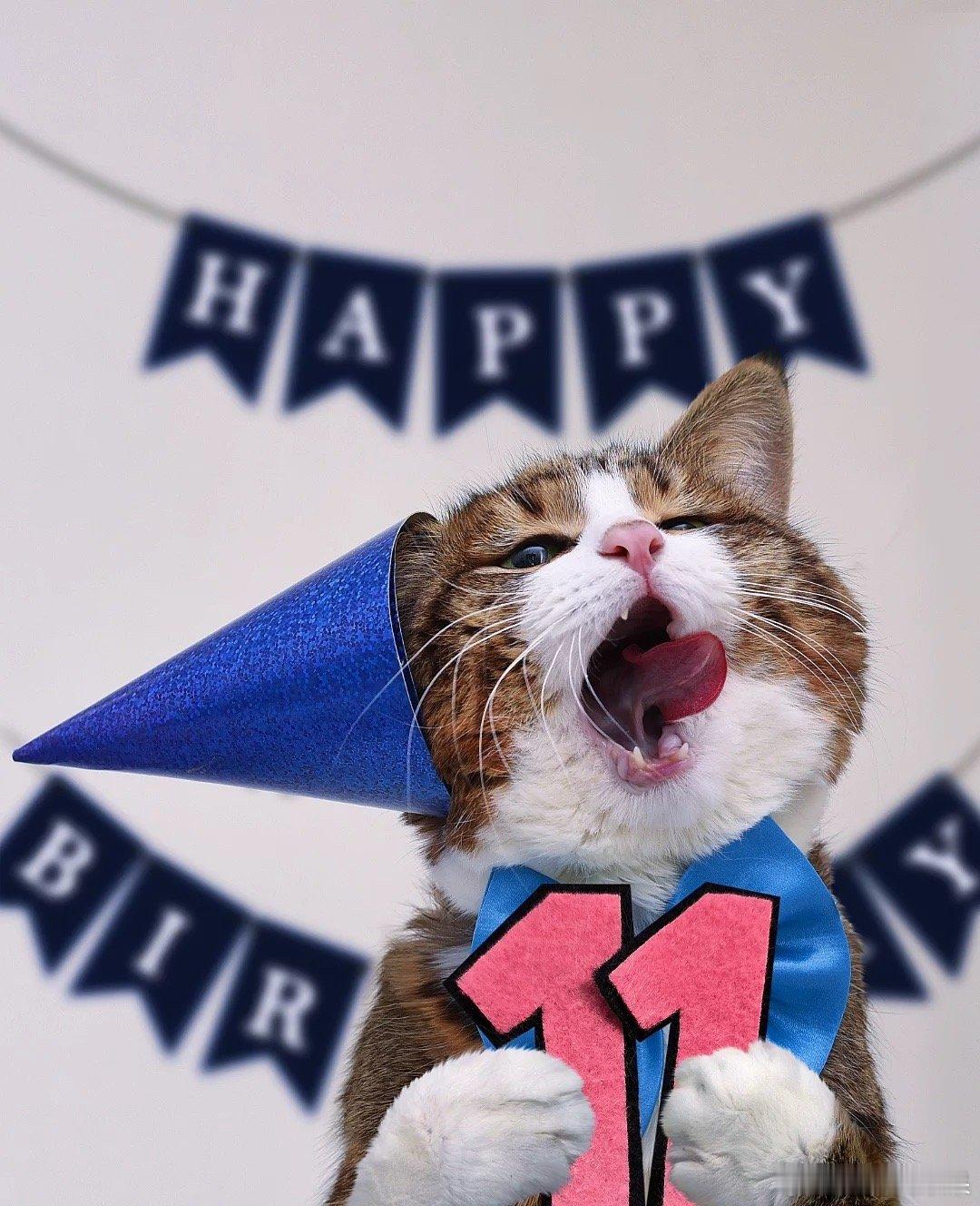1️⃣1️⃣ 🆈🅴🅰🆁🆂 😻🎉🎂 祝表情包小猫咪11岁生日快乐?