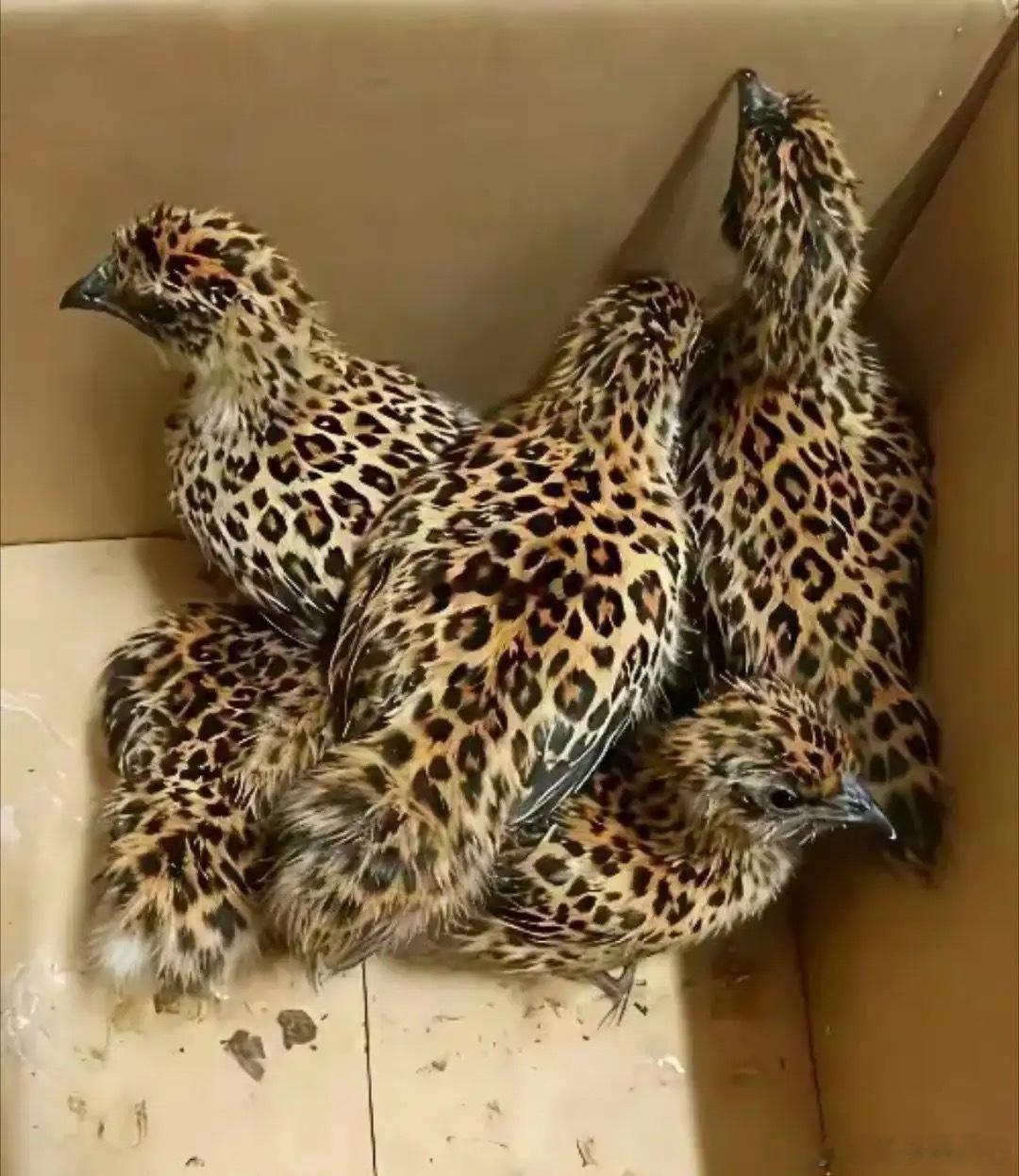 网上买的鸡发货了，怎么看着不太对劲？ 