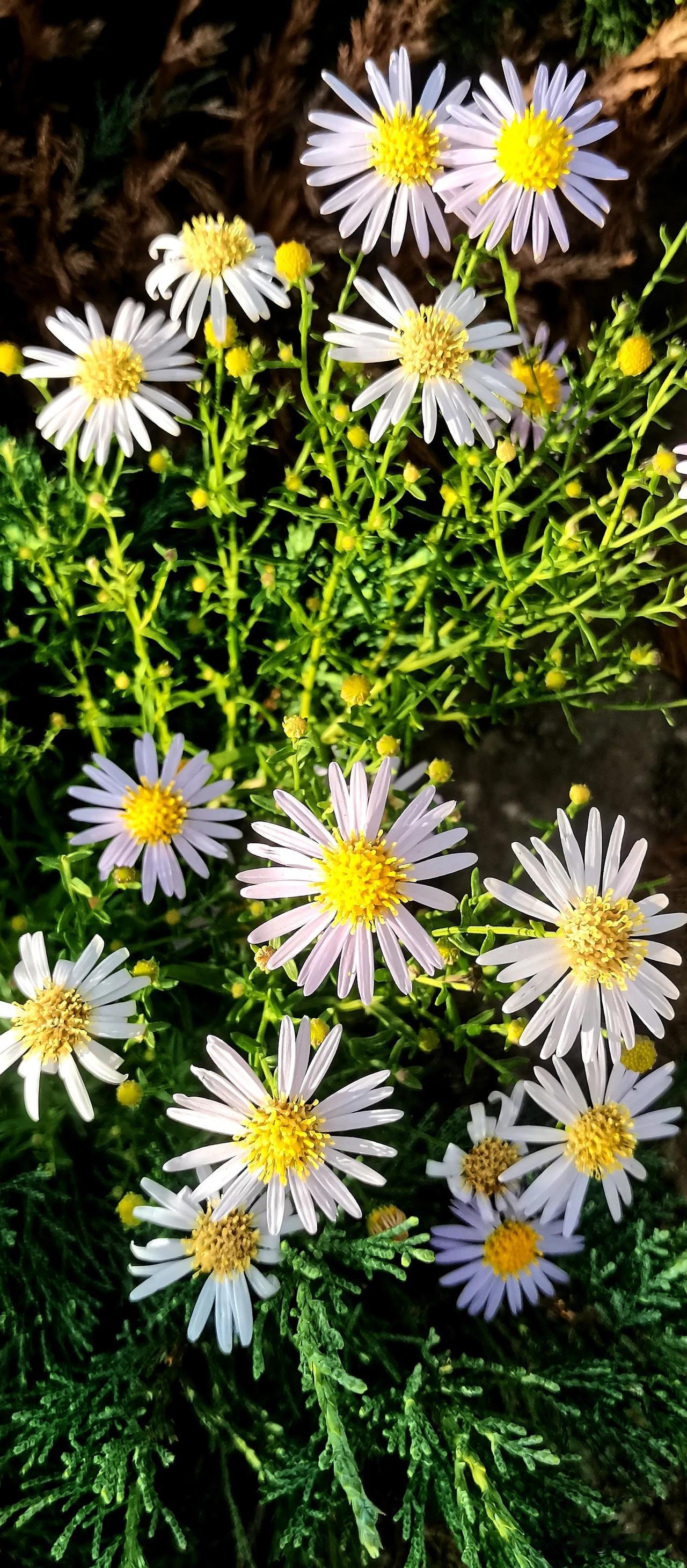 #分享随手拍下的花草照片#
（原创）
随手拍花草