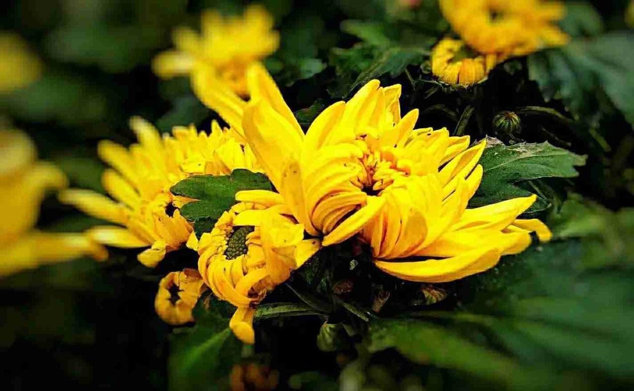 《冬菊帖》
诗人说秋菊是隐士
披着霜白的诗行
却不知冬日的菊
把寒气酿成蜜
枝桠