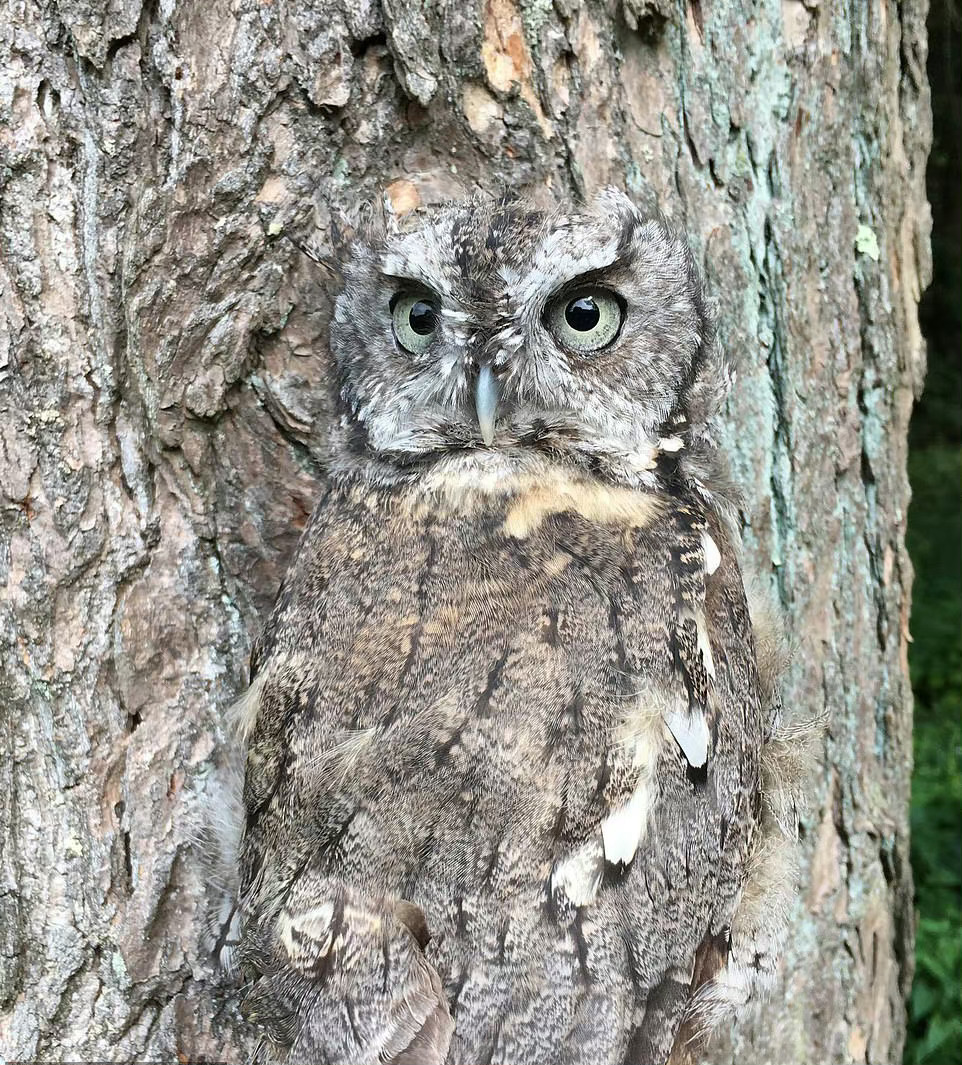 自然界隐藏大神🦉[哆啦A梦吃惊] 点赞转发接福回家🙏 