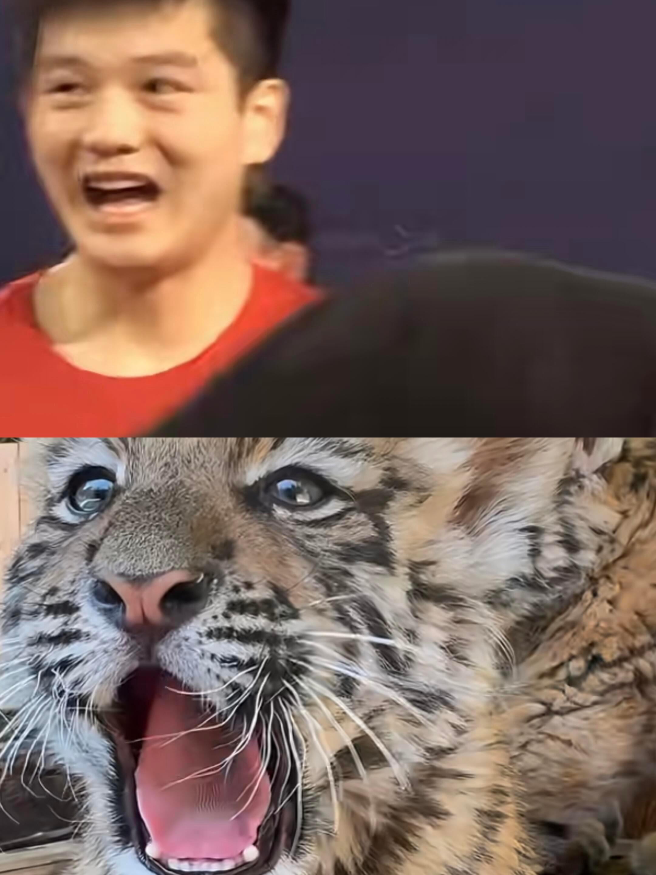 是虎虎🐯，还是大熊猫🐼呢？振东:都是～都是！ 