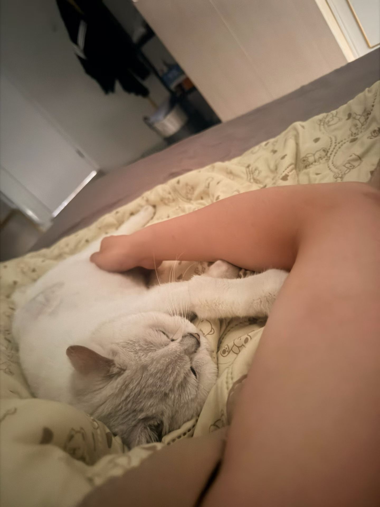 即使遇见再可爱的小猫，我也觉得翠花最可爱❤️ 