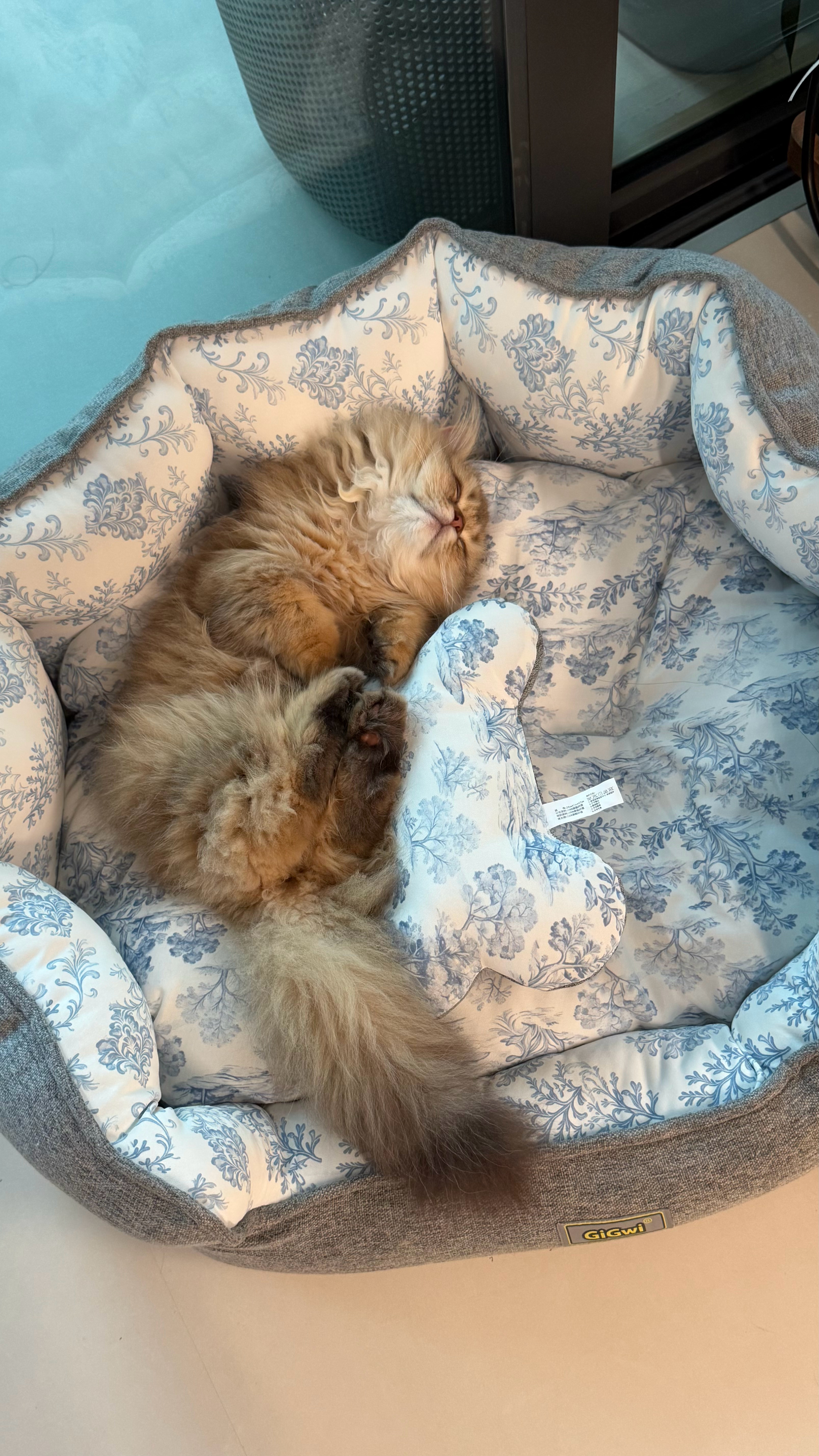 今日份毛毛与猫～ 